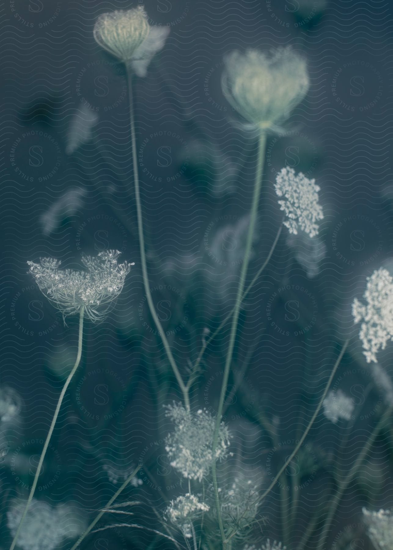 A closeup of flowers with a blurred background focusing on individual flowers stems and tiny flowers