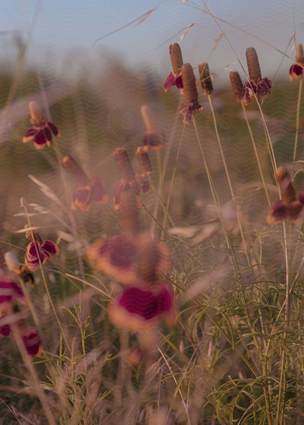 Dying flowers in a field