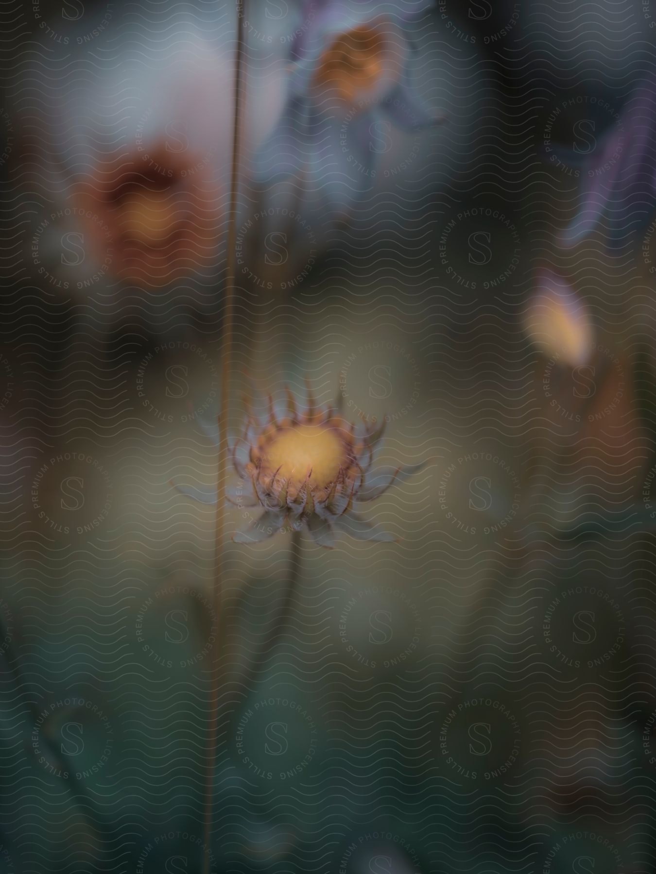 Some flowers on stems in an outdoor setting