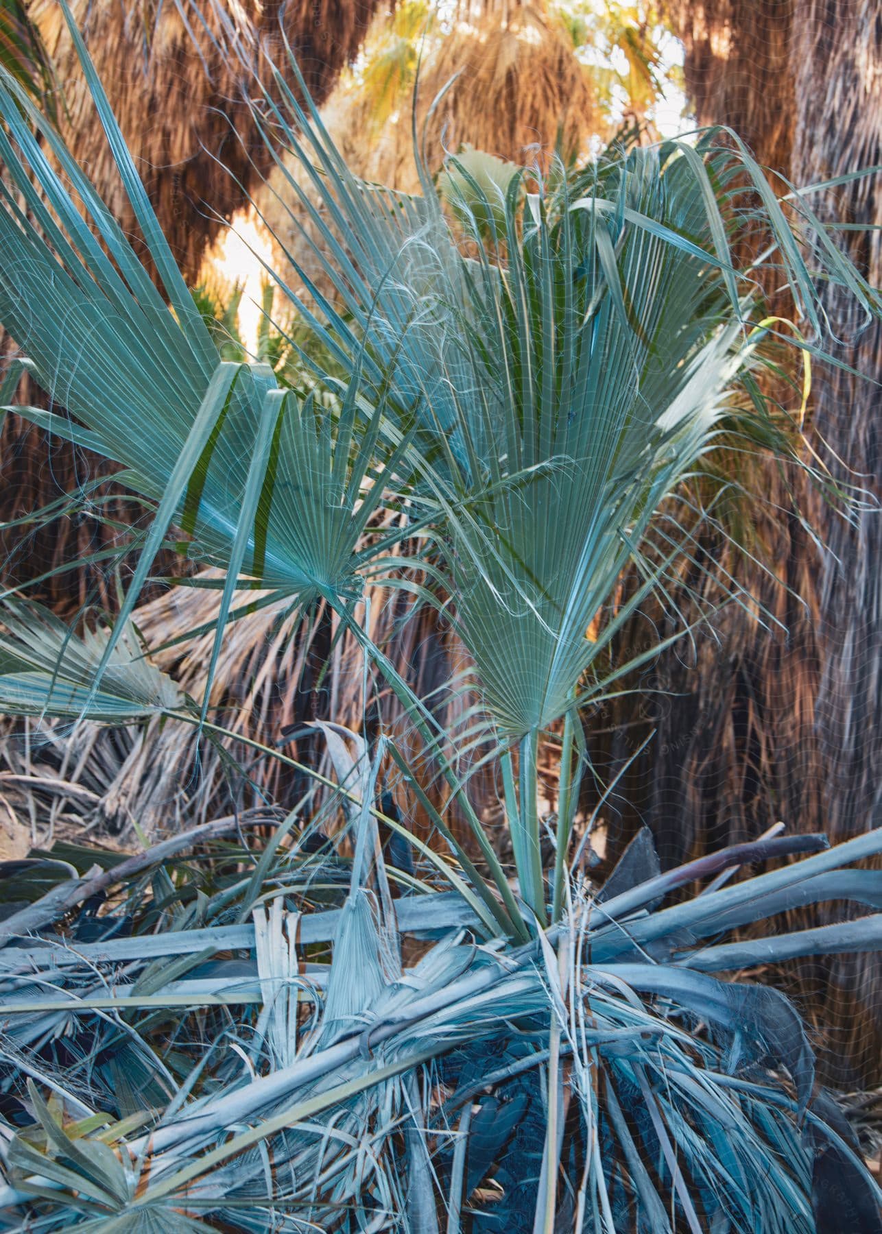 Palm tree leaves and tree trunks on the ground on a sunny day