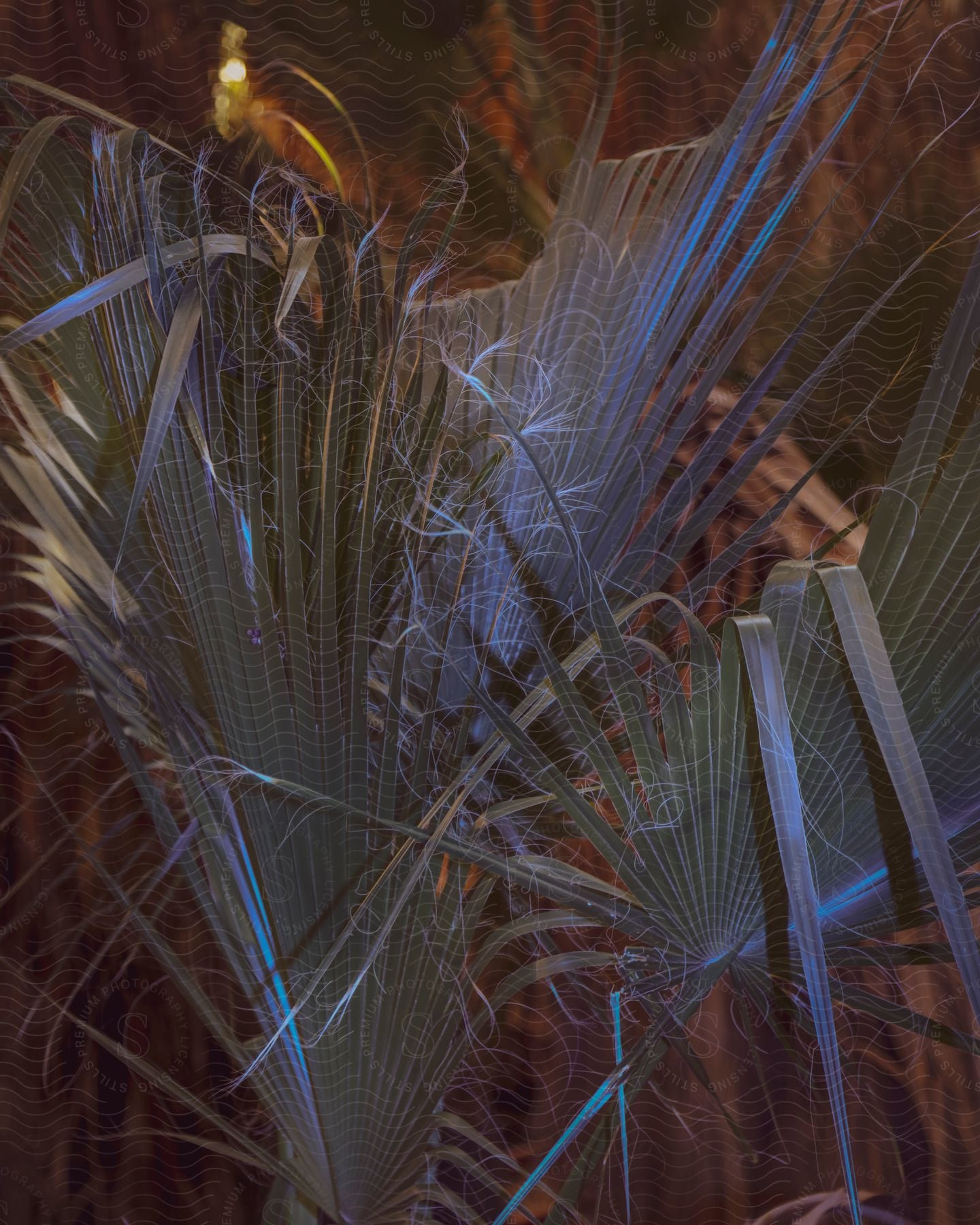 A palm tree outdoors with blue light