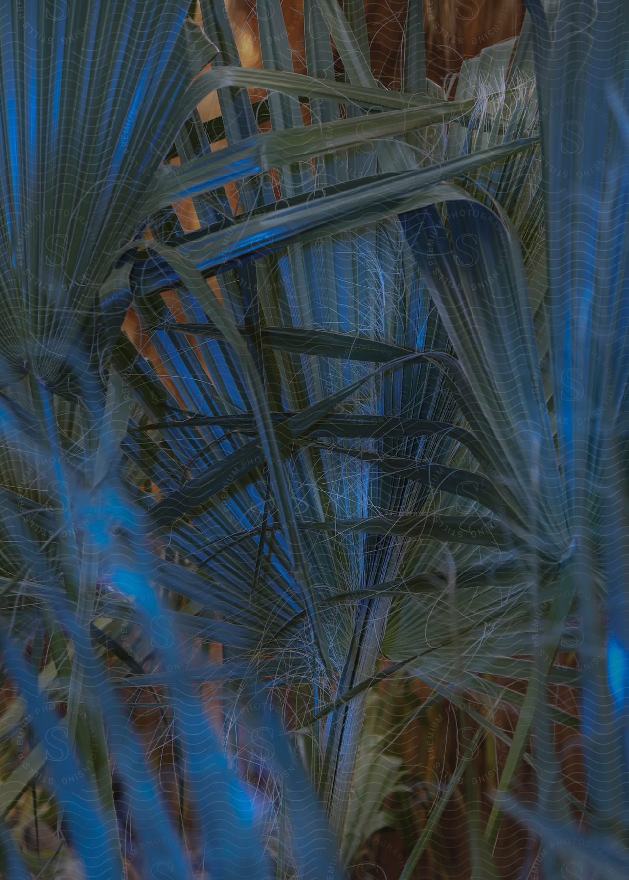 Stock photo of palm trees with strings hanging off of them in an outdoor setting during the daytime