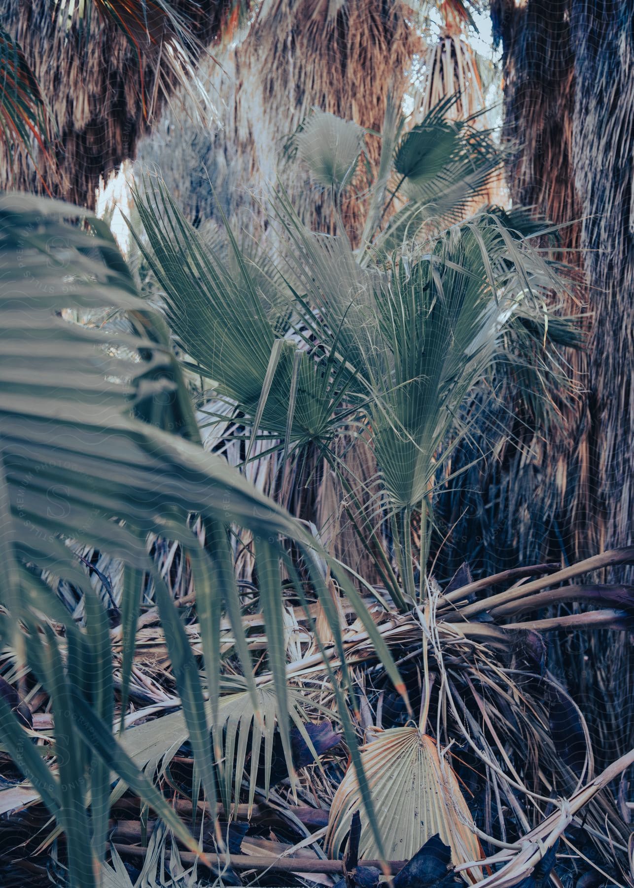 Stock photo of a group of palm trees in an outdoor setting