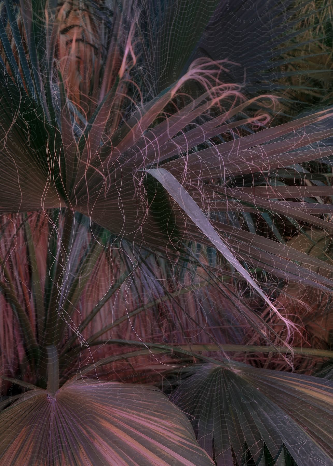 Palm tree leaves and branches outdoors