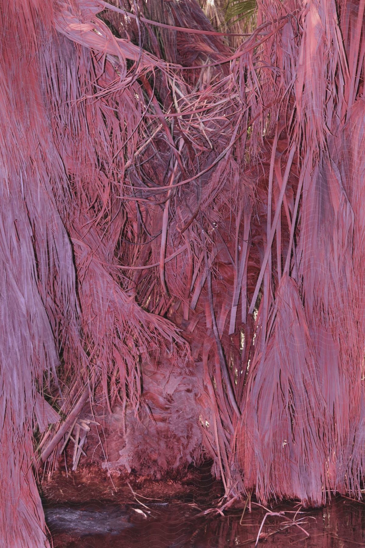 Some red plants next to water at a lake