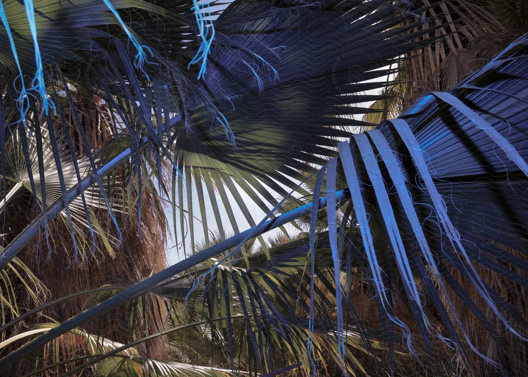 Stock photo of palm trees illuminated by sunlight in an outdoor setting