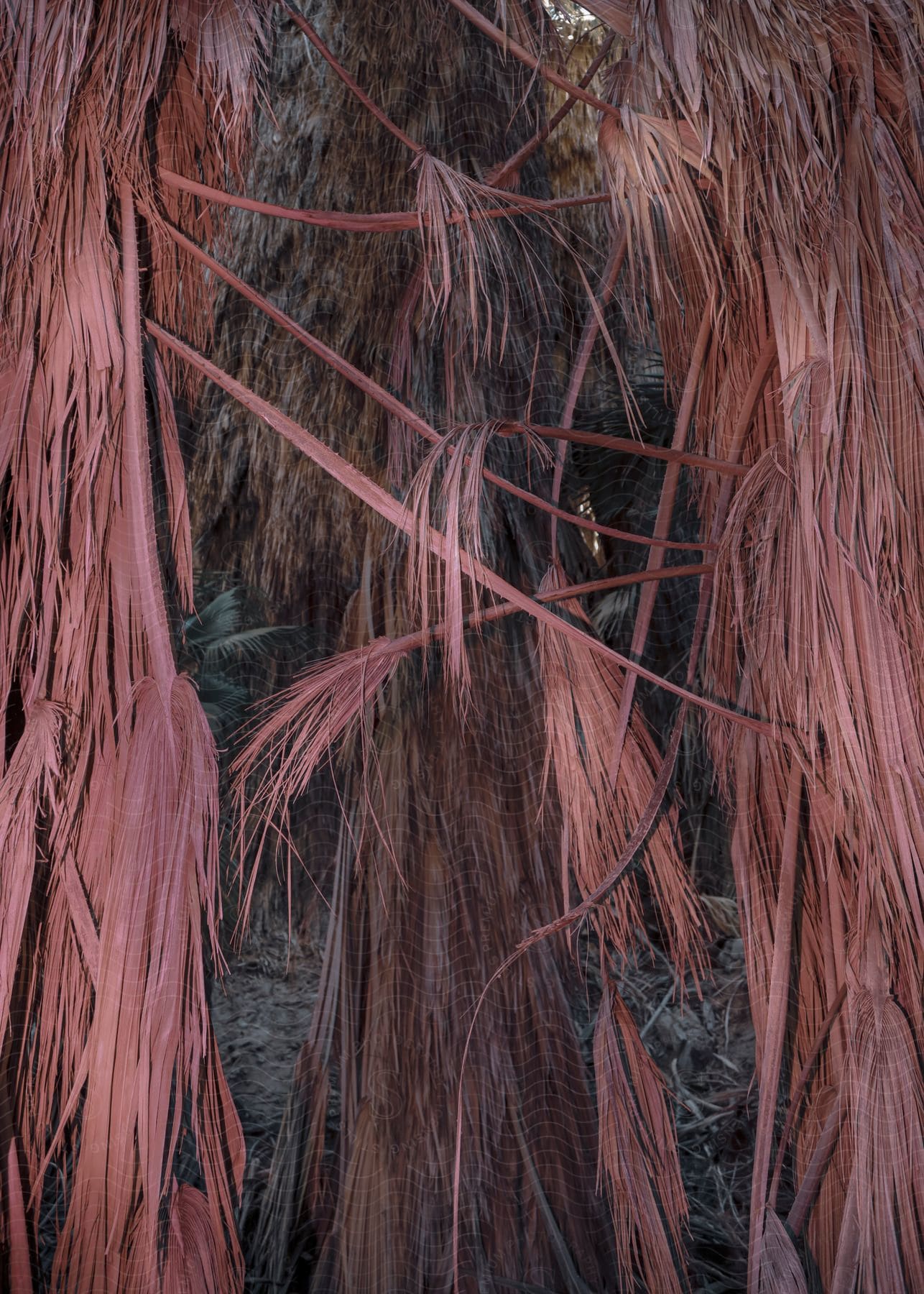 Red painted dying palm tree leaves