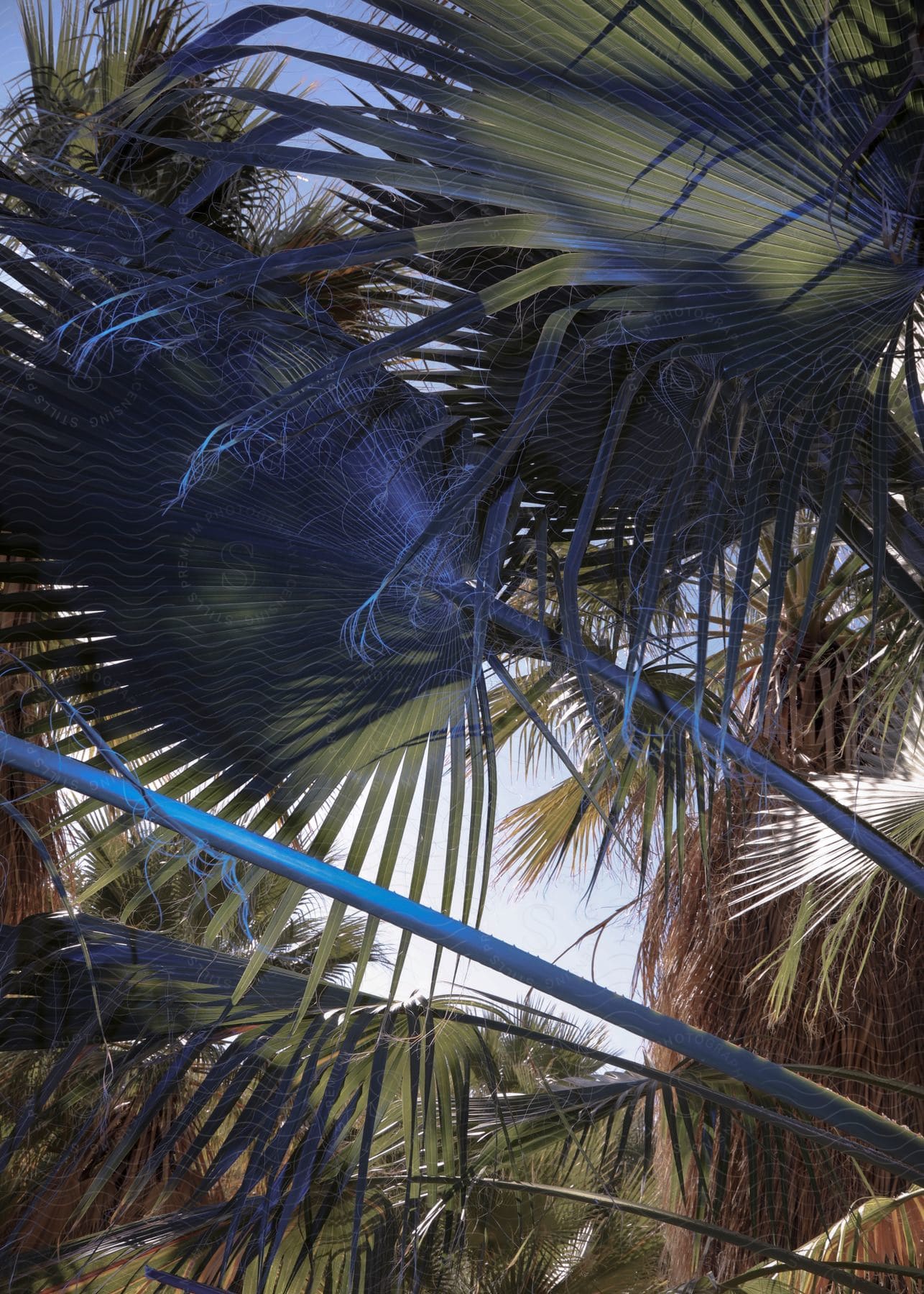 Palm trees create shade with their spread leaves in a tropical highland