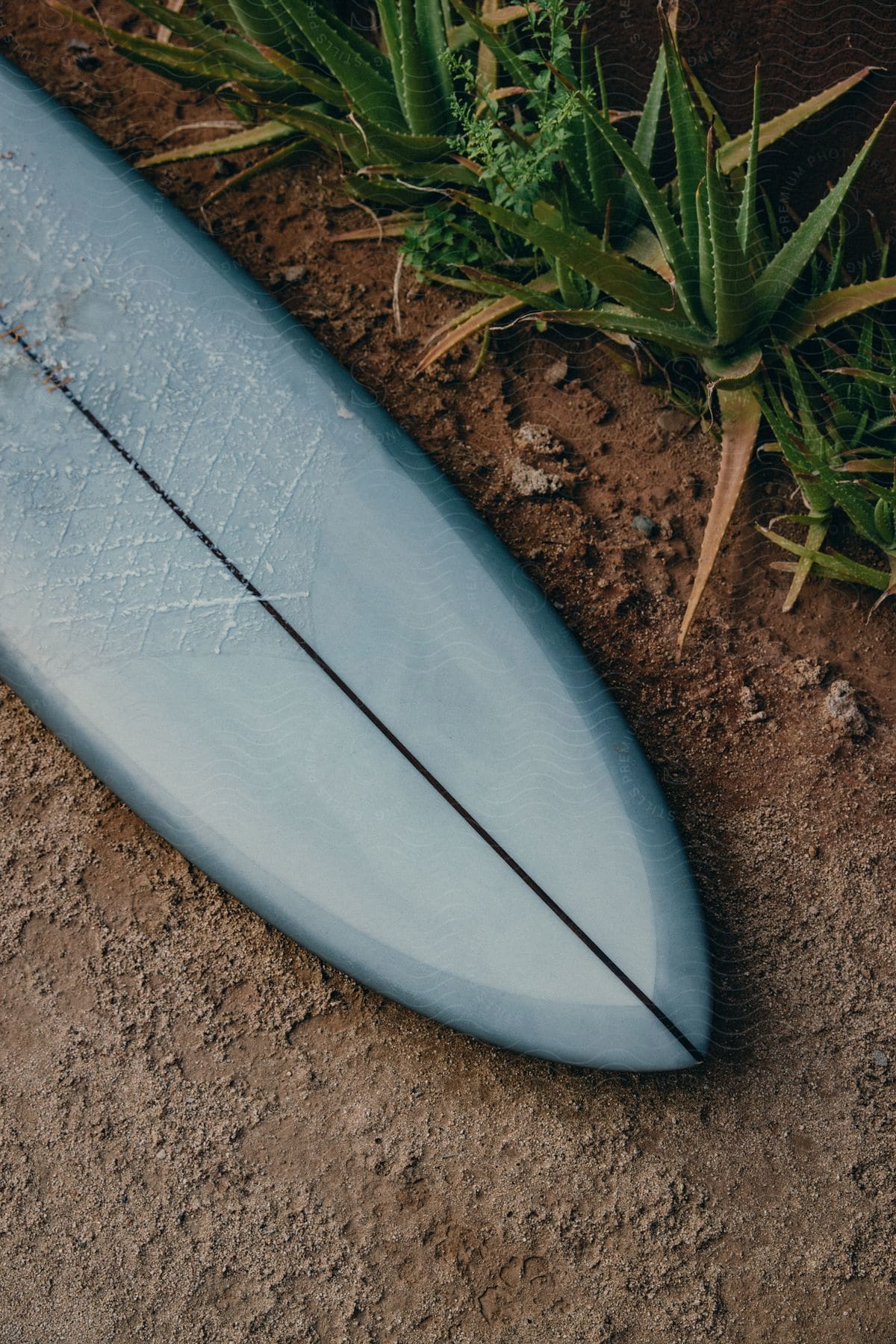 A surfboard rests on red soil near aloe vera plants