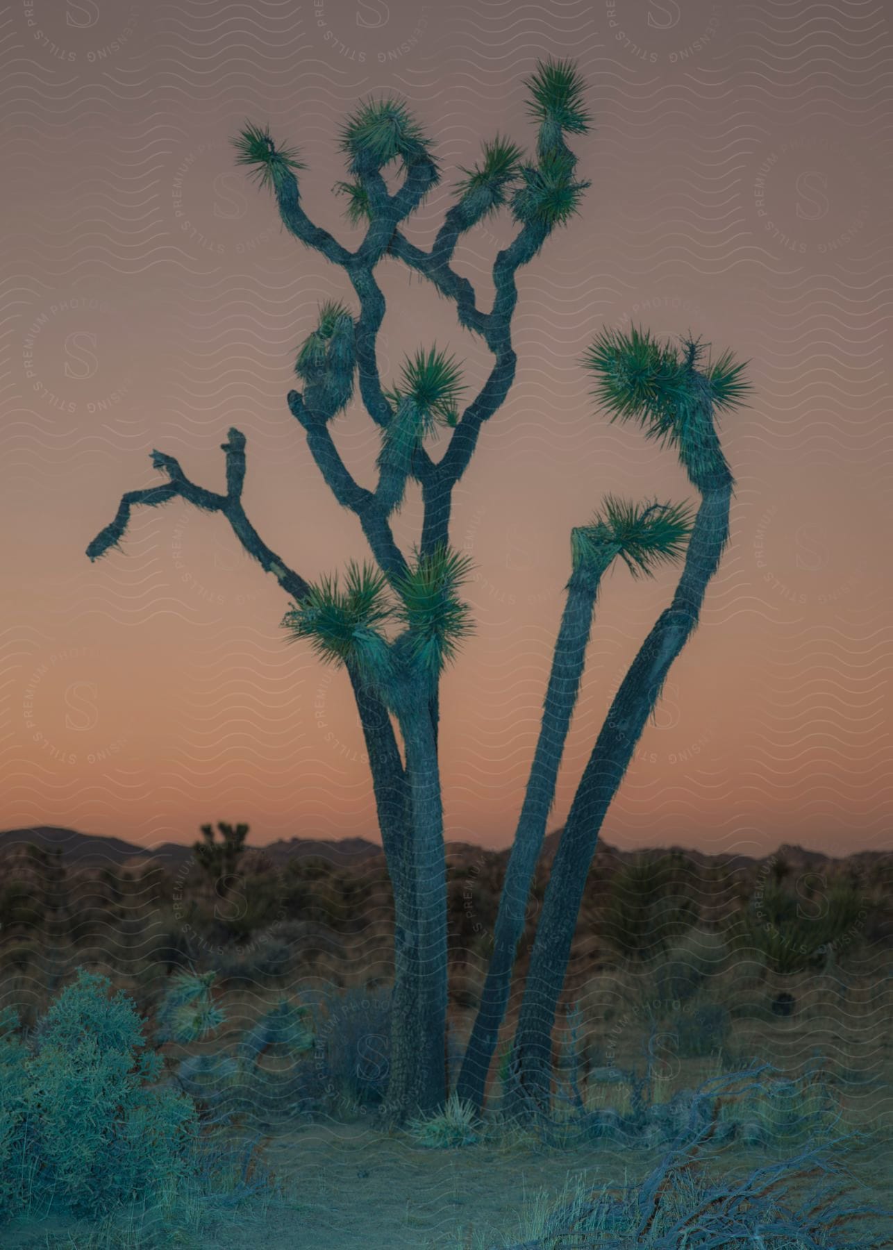 A joshua tree stands alone in the desert landscape