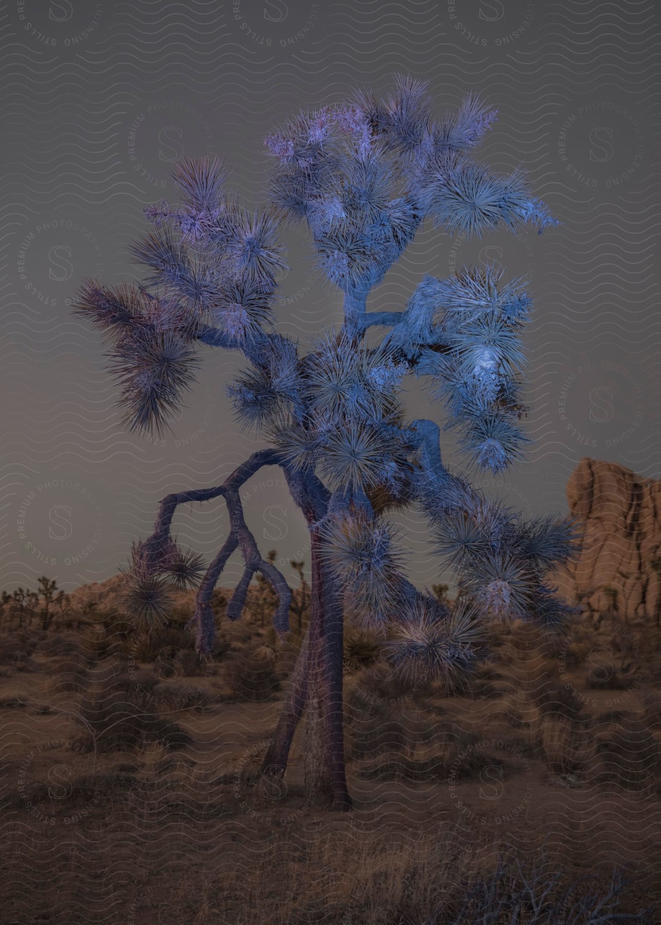 A joshua tree in the desert surrounded by a series of desert plants