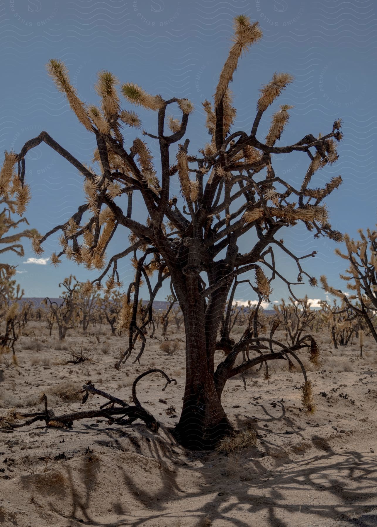 A joshua tree stands in the desert