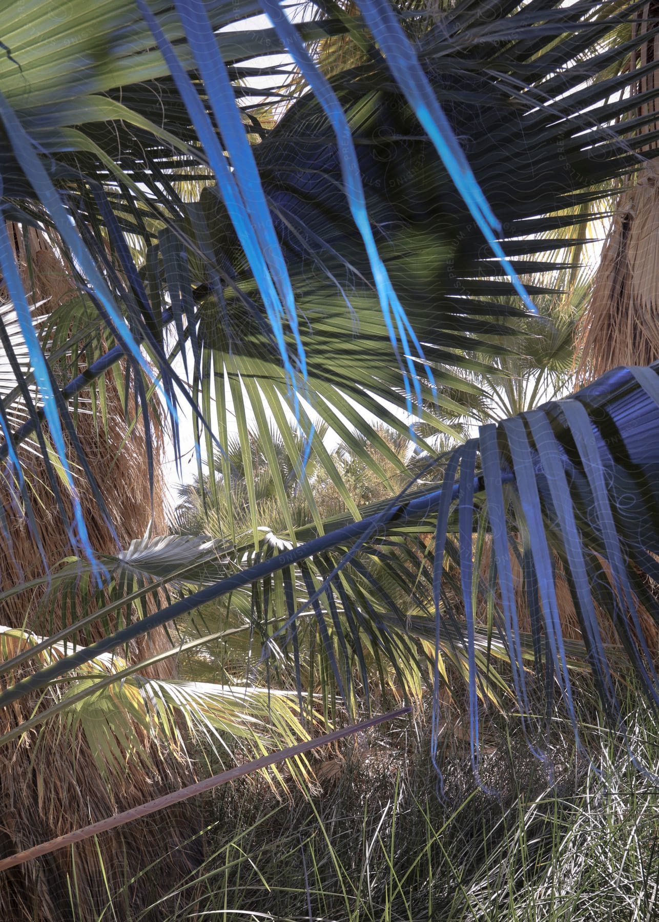 Palm tree leaves surrounded by dense vegetation during the day