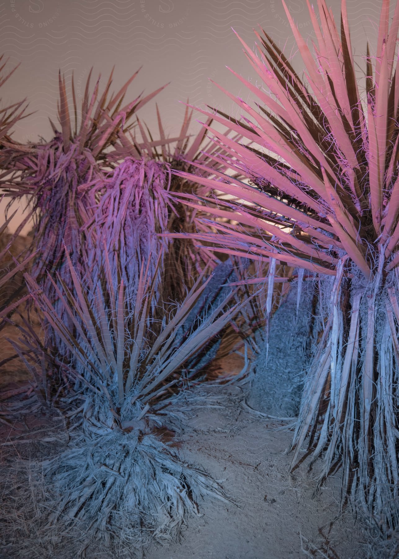 Colored lighting illuminates plants in a desert at night