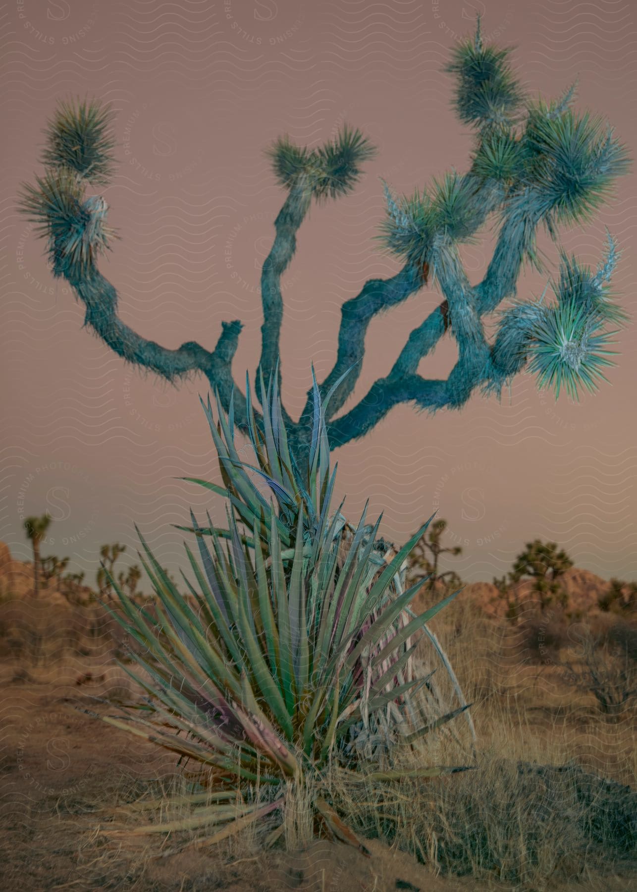 A cactus resembling a tree in a desert landscape