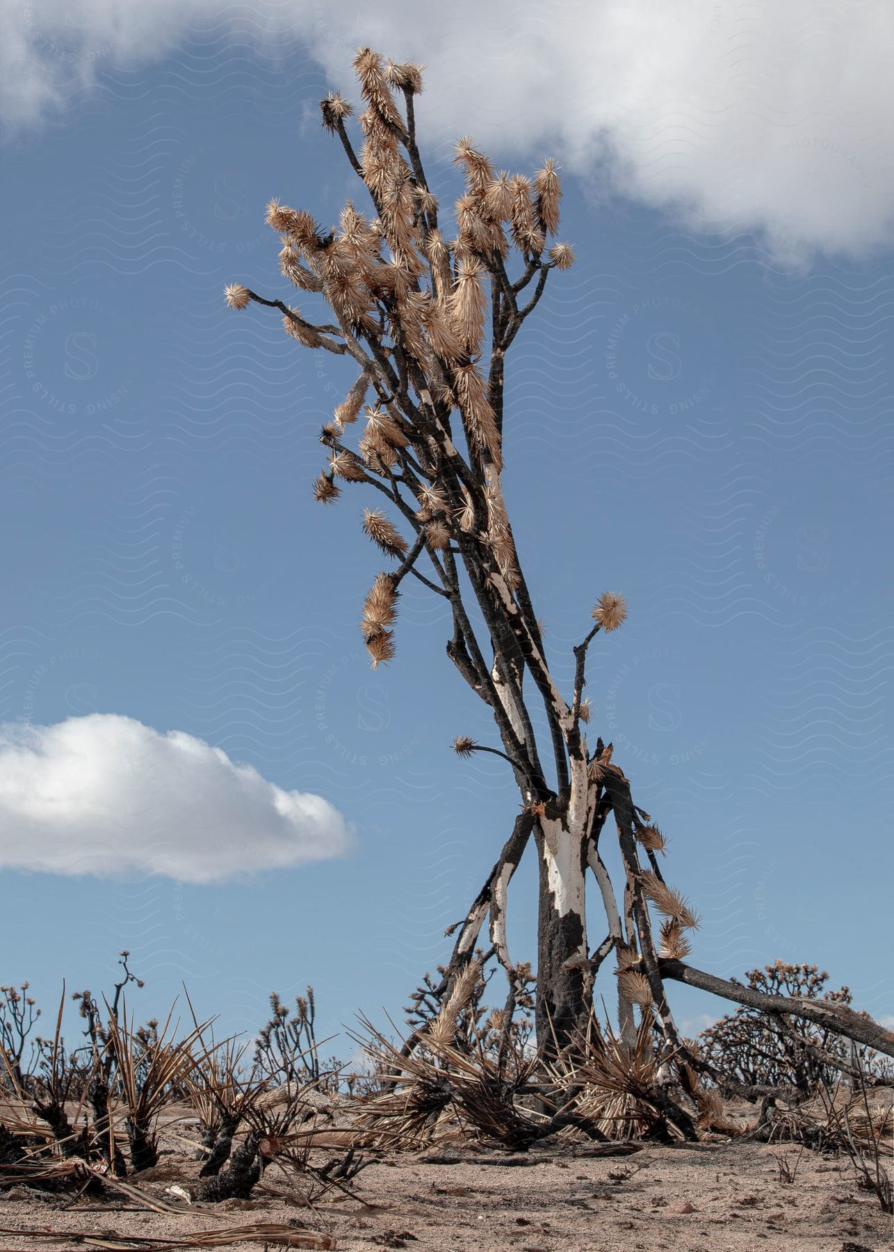 A tree without leaves in a desert landscape