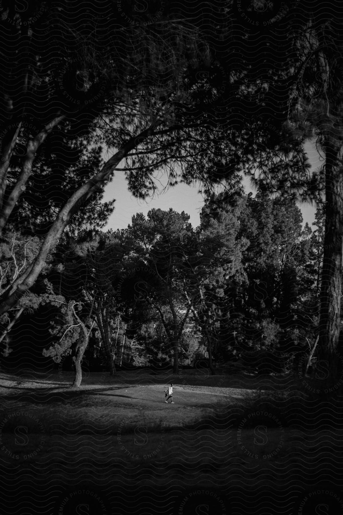 A person walking across a golf course carrying a golf bag