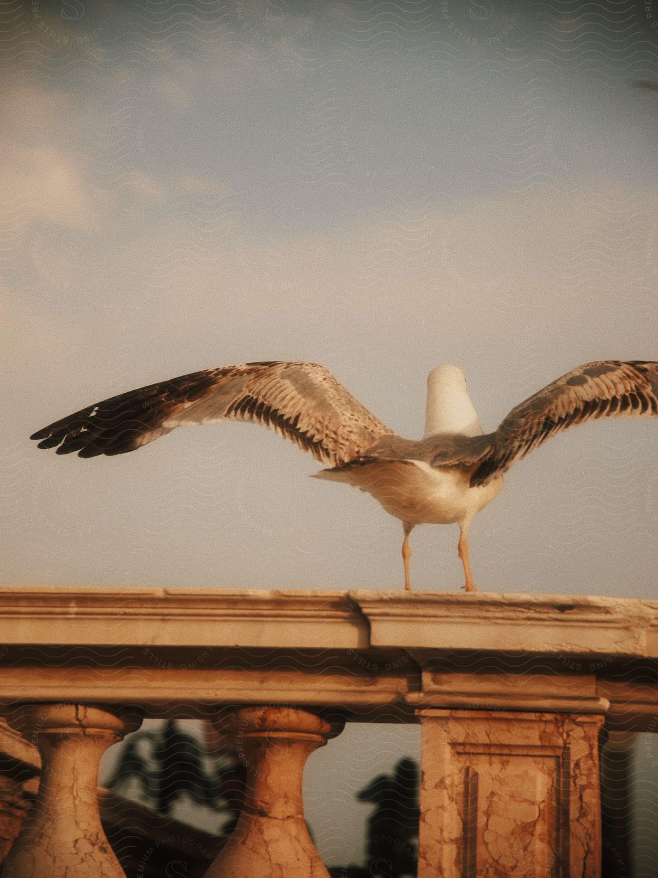 A seagull standing on a railing outdoors with its wings spread open.