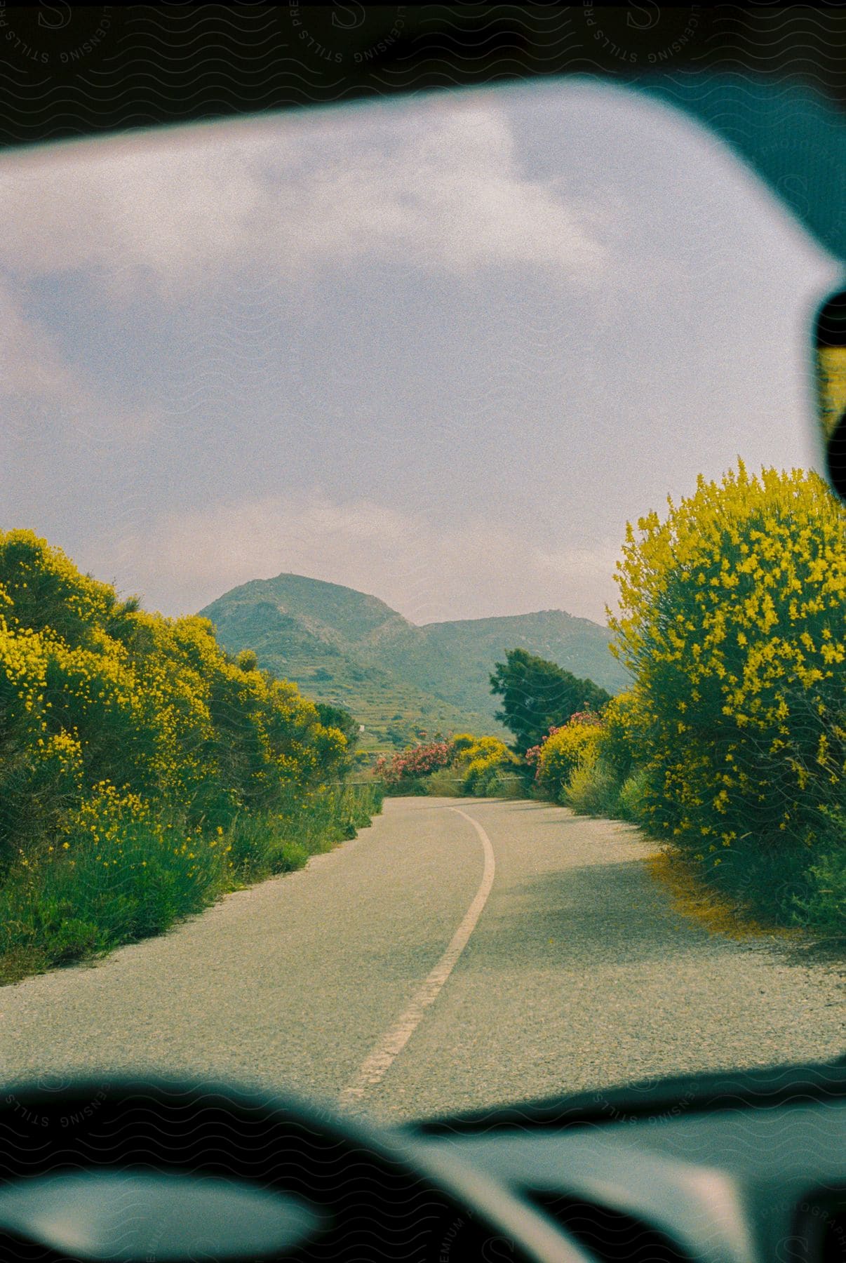 Bushes covered in yellow flowers line the sides of a narrow, paved road with mountains in the distance.