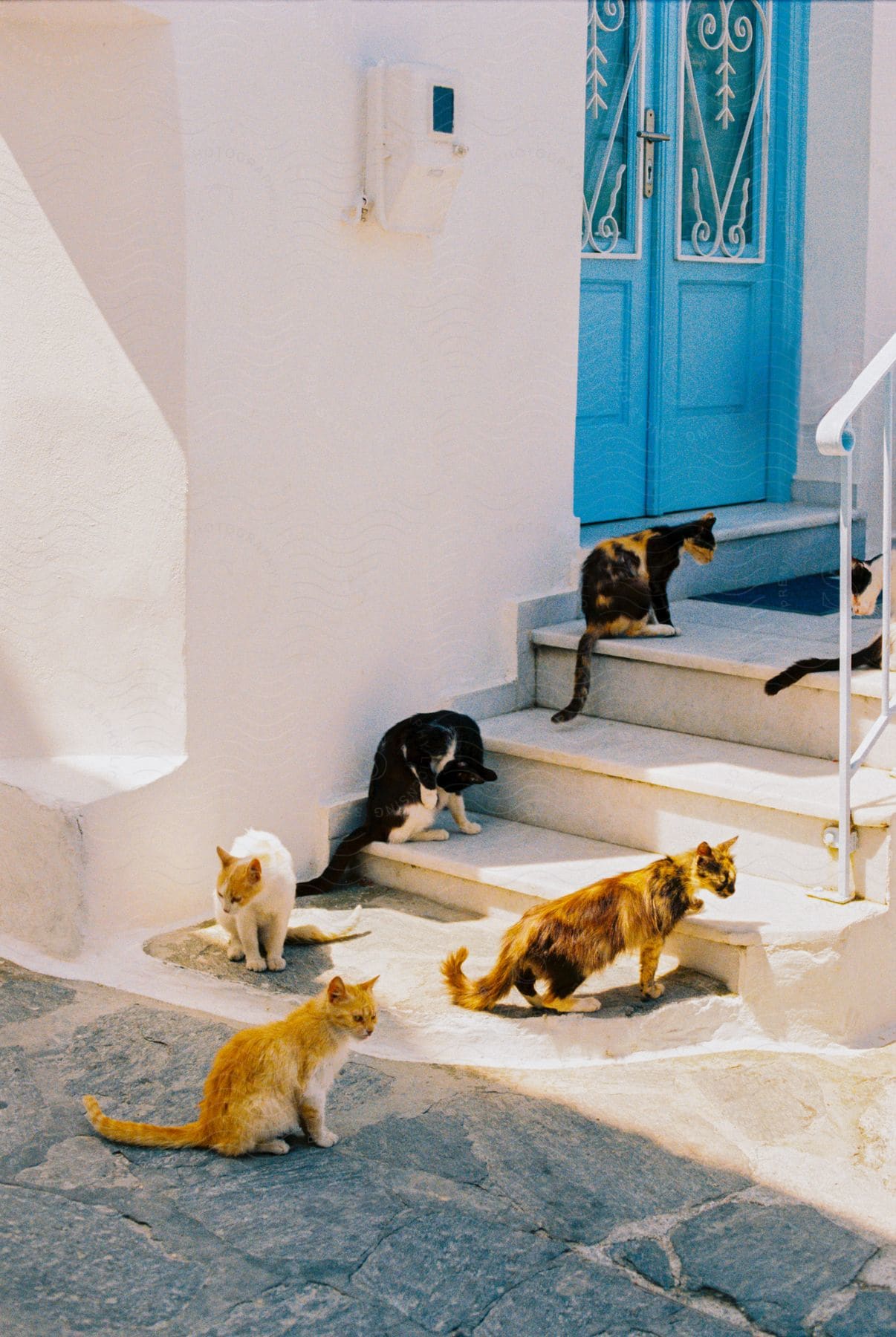 A group of cats sit on the stairs and walkway outside of a building with a blue door.