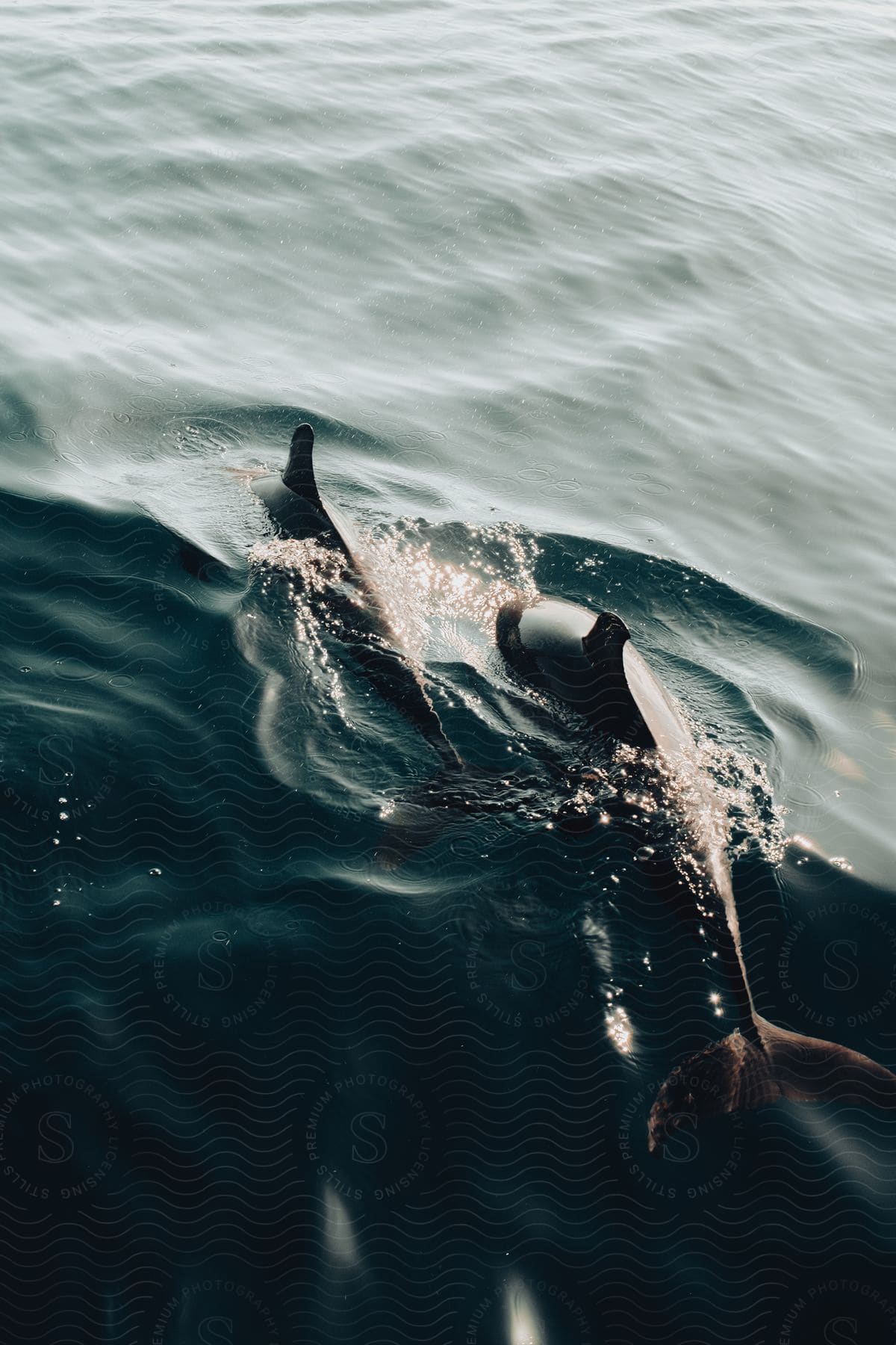 A couple of dolphins swimming in the ocean together