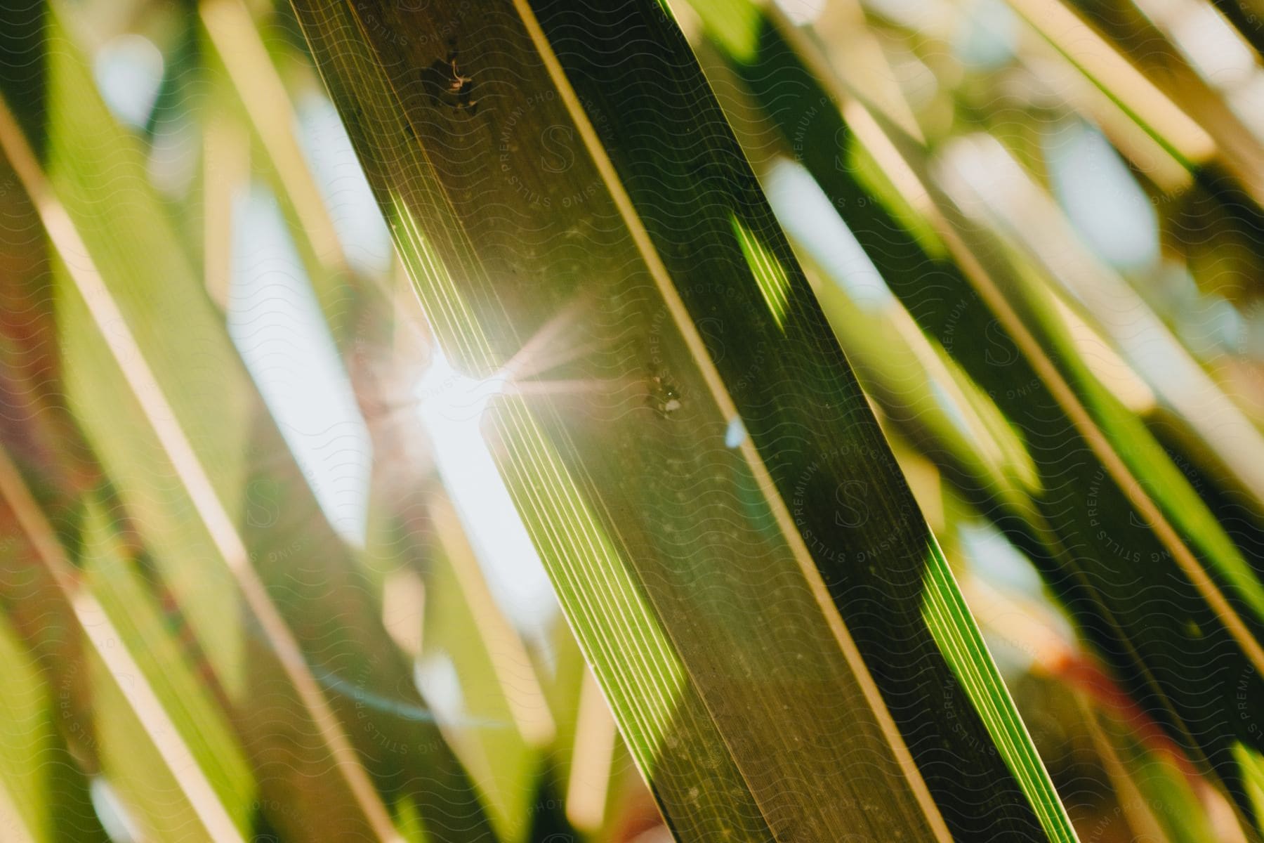 Sun shines through blades of green grass.