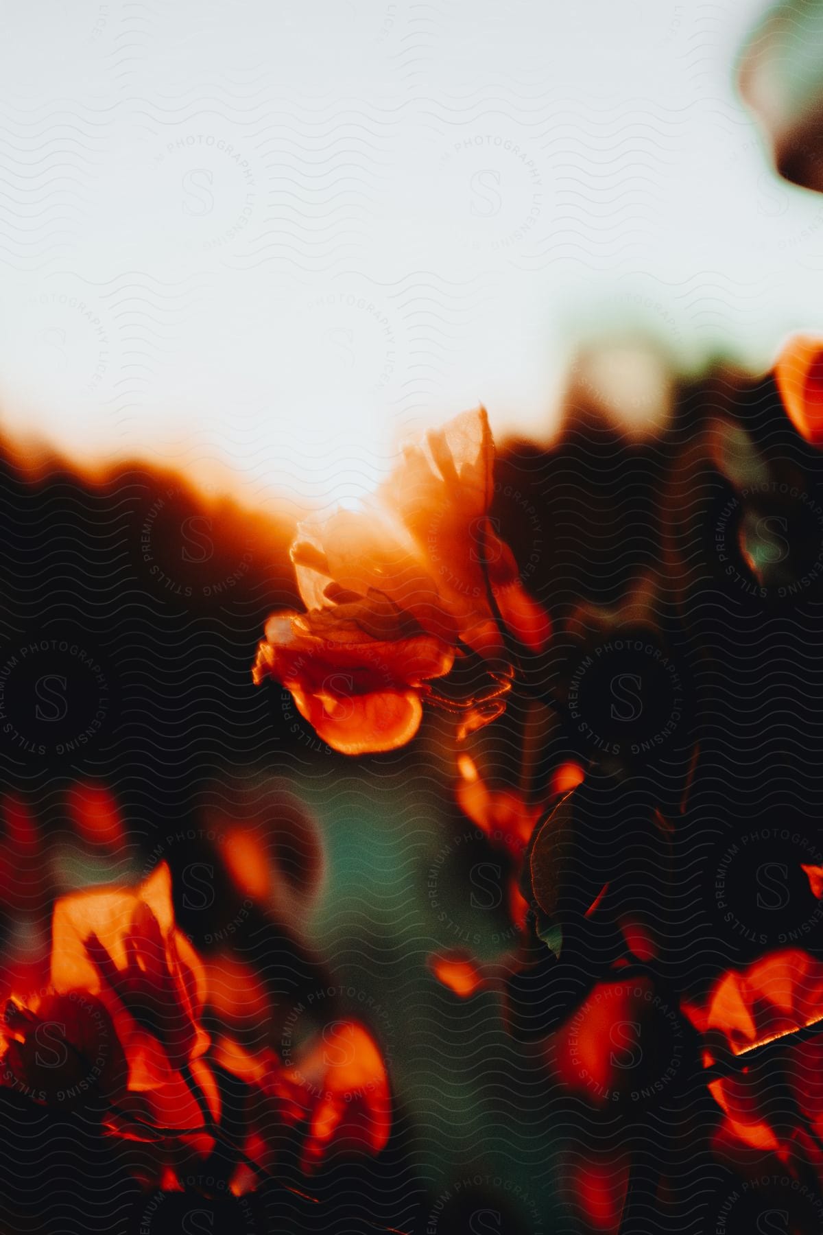 A close-up of orange-tinted blooming flowers against a blurry sunset background.