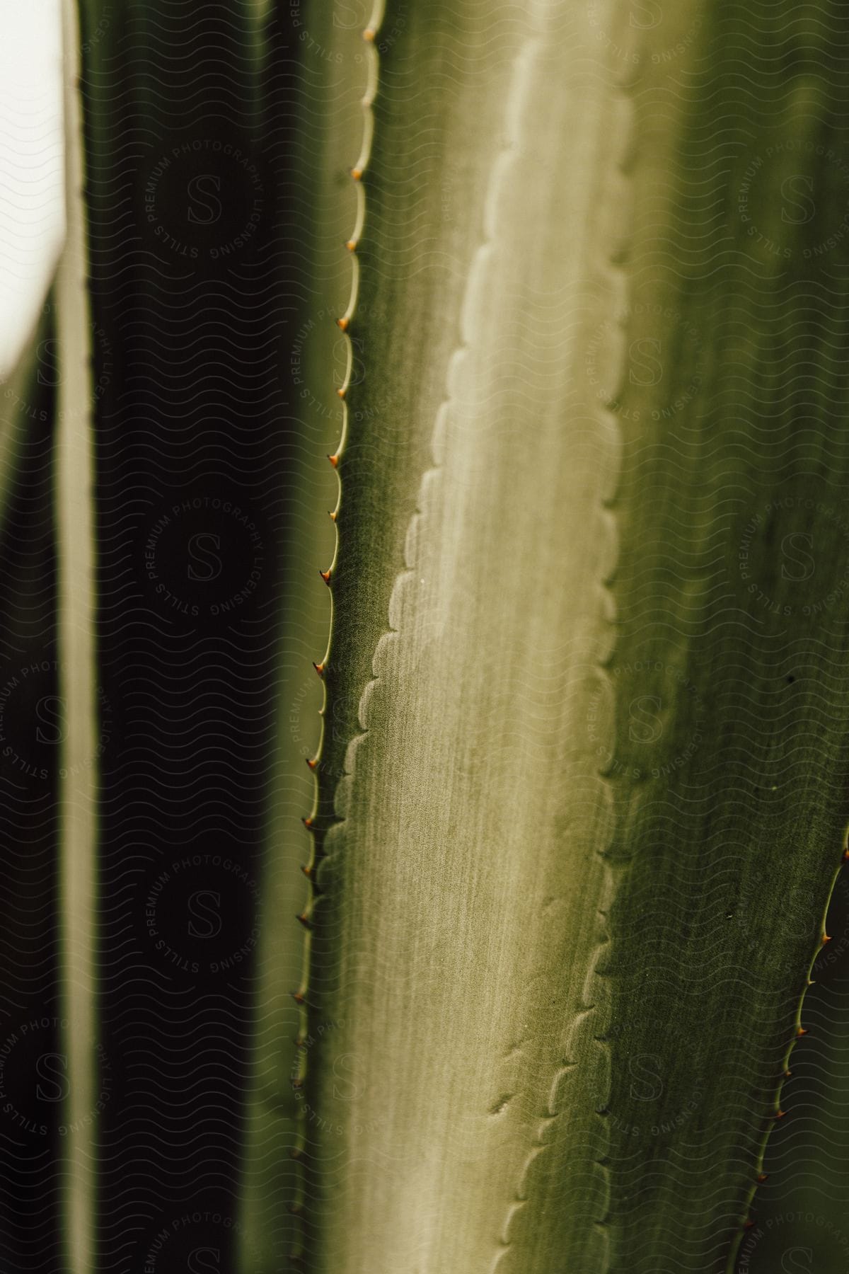 leaves on a tropical plant grow close together