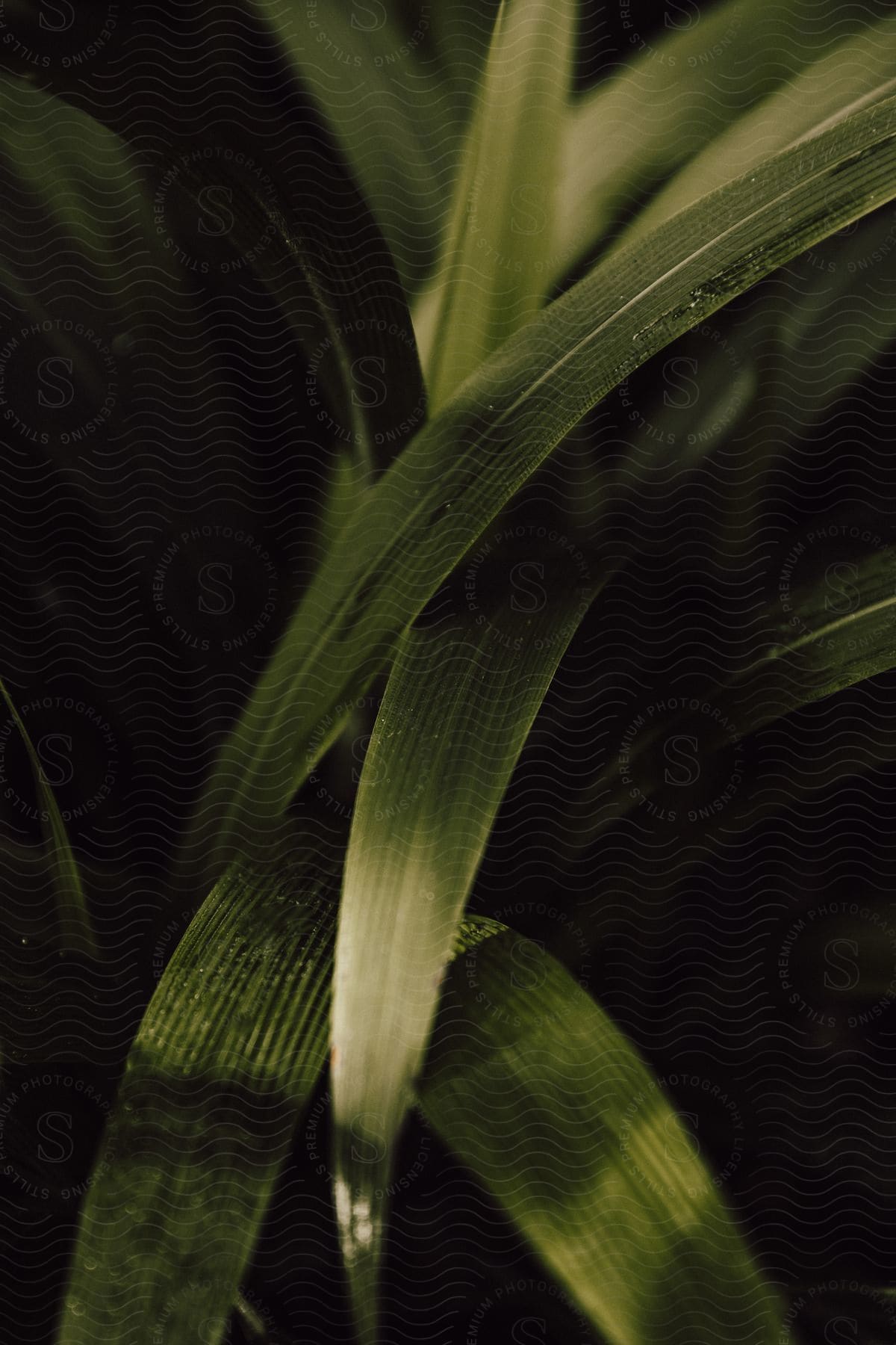 Leaves and branches on a tropical plant outdoors