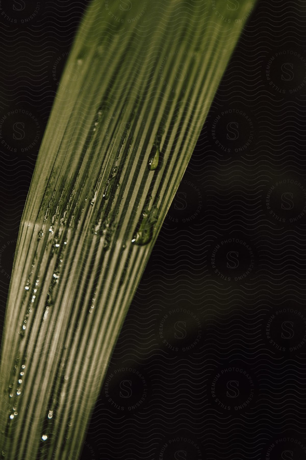 Water dropping down some leaves in a tropical area