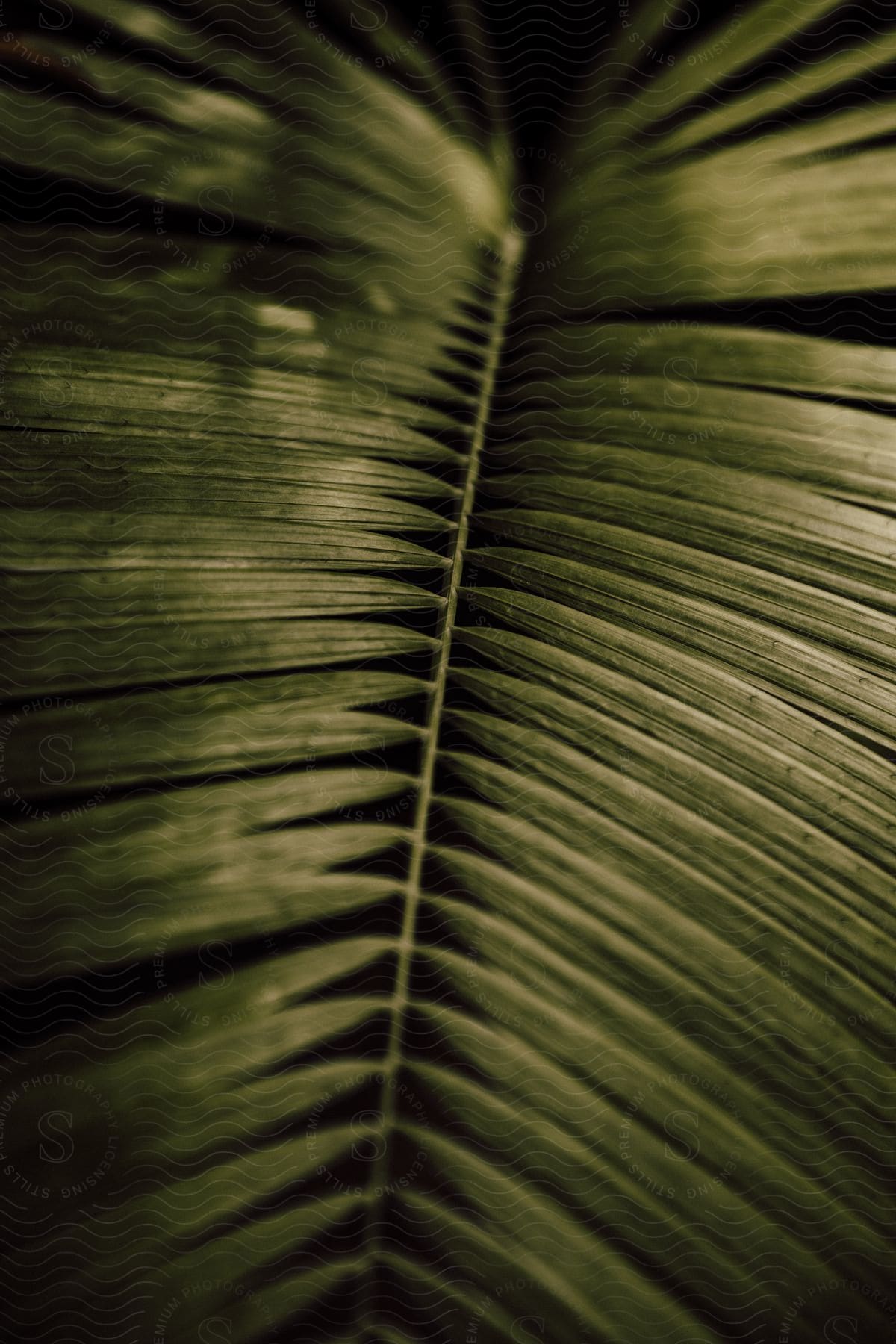 A close-up view of a tropical plant with long, green, narrow leaves.