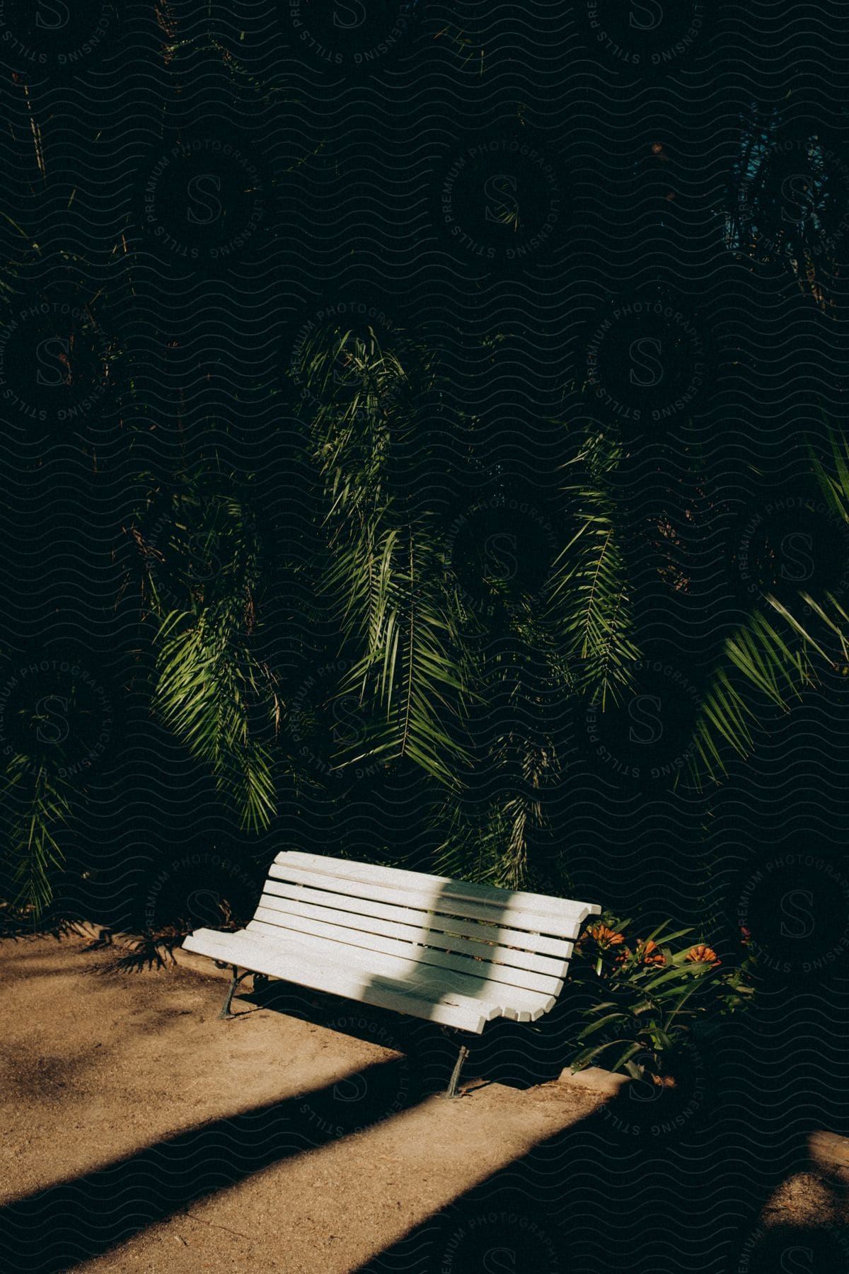 A white bench is placed in front of a bunch of palm trees with shadows of other palm tress on it.
