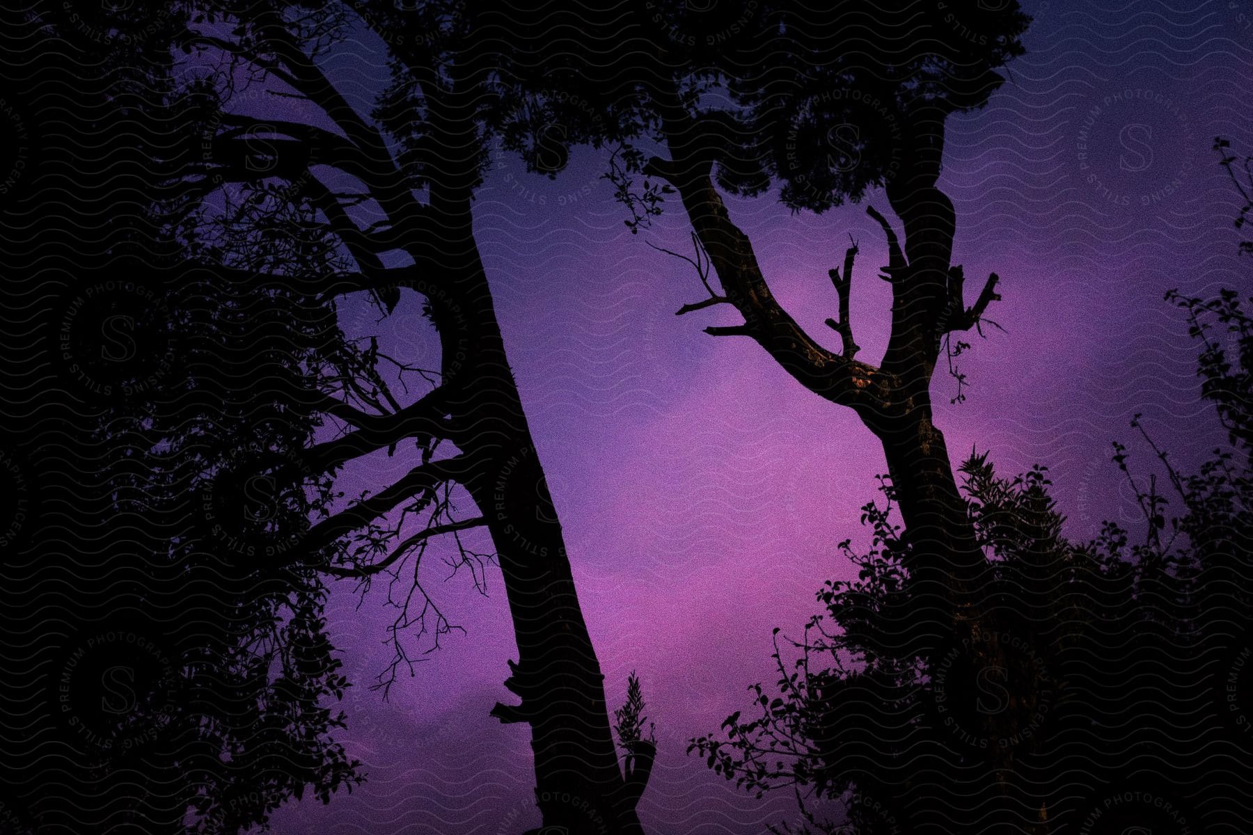 Silhouettes of trees outside of woods under a cloudy purple sunset sky