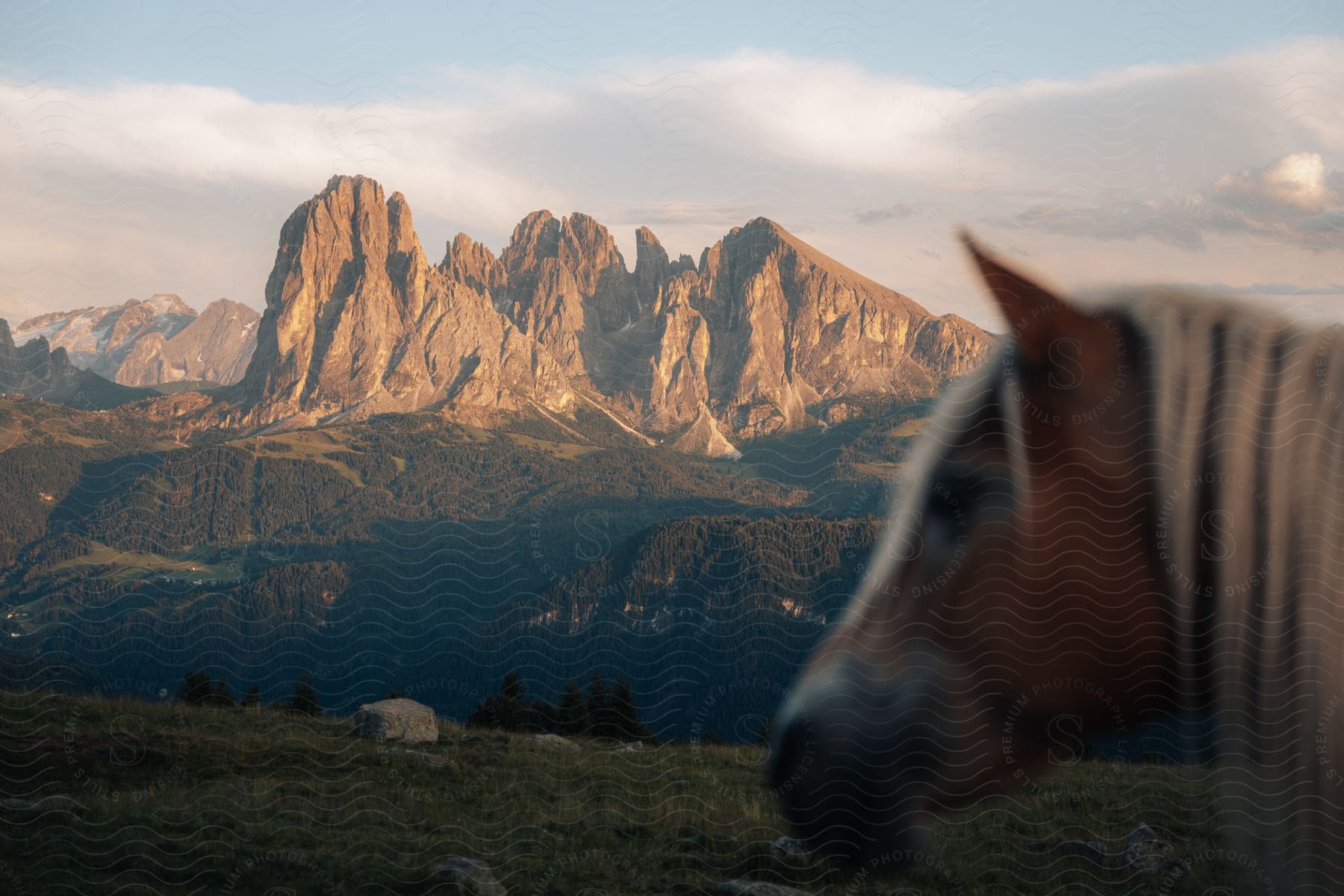 Stock photo of horse stands in pasture overlooking forested valley and jagged mountains.