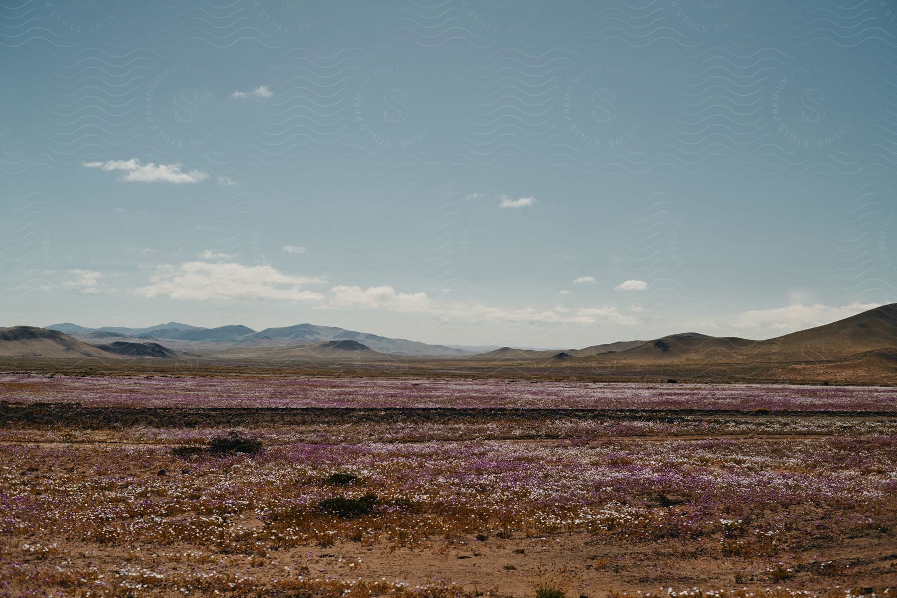 an open field area with fresh grasses growing, there are hills in the background