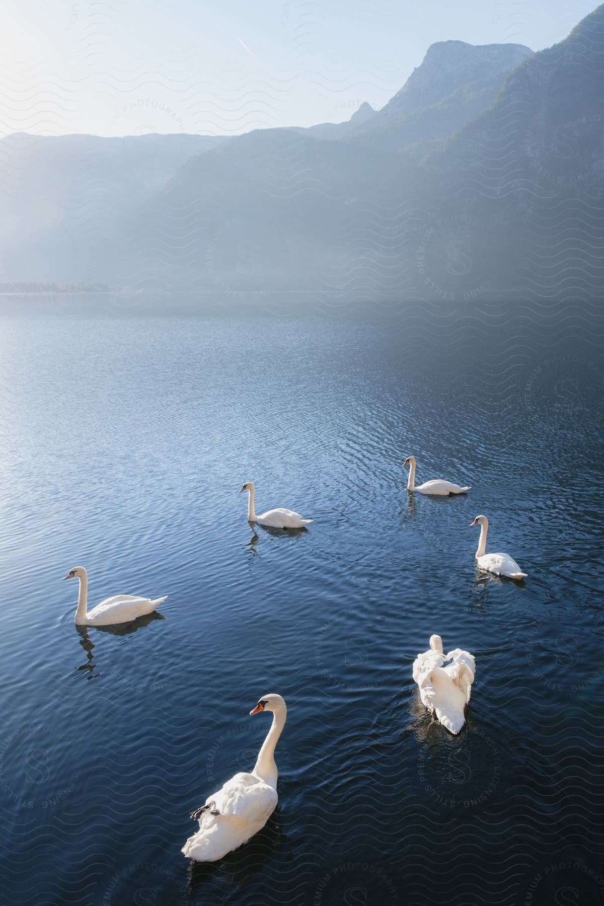 Six swans swimming on a foggy lake by a mountain range.