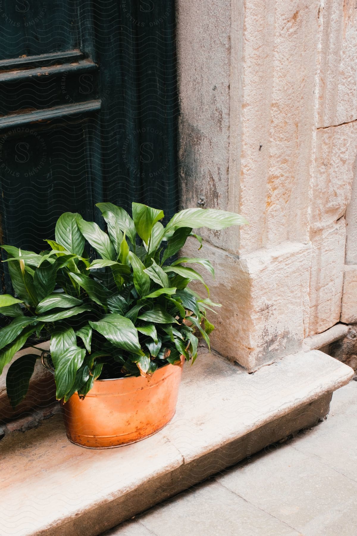 A potted plant on a doorstep outdoors during the day in an orange pot