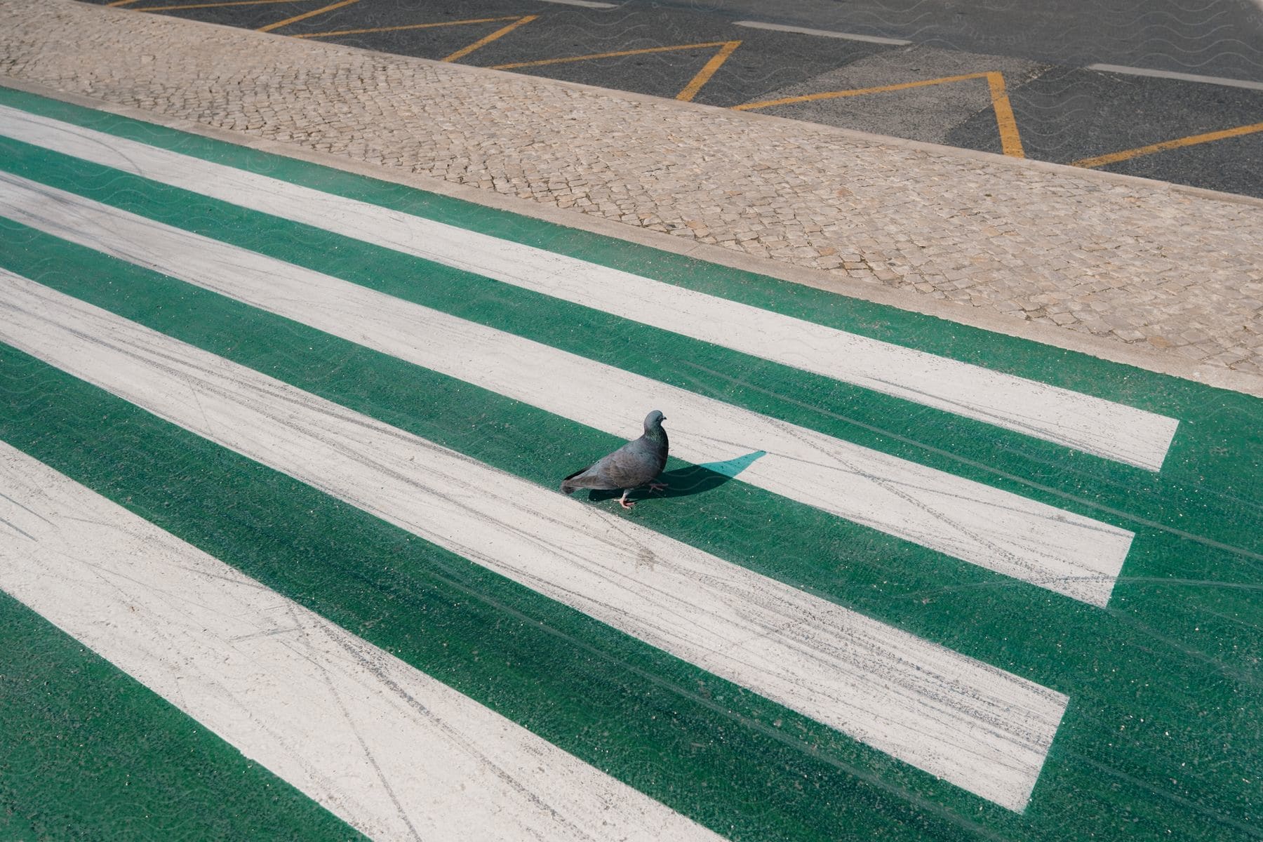 Stock photo of a pigeon is standing on a painted roadside near a cobblestone walkway