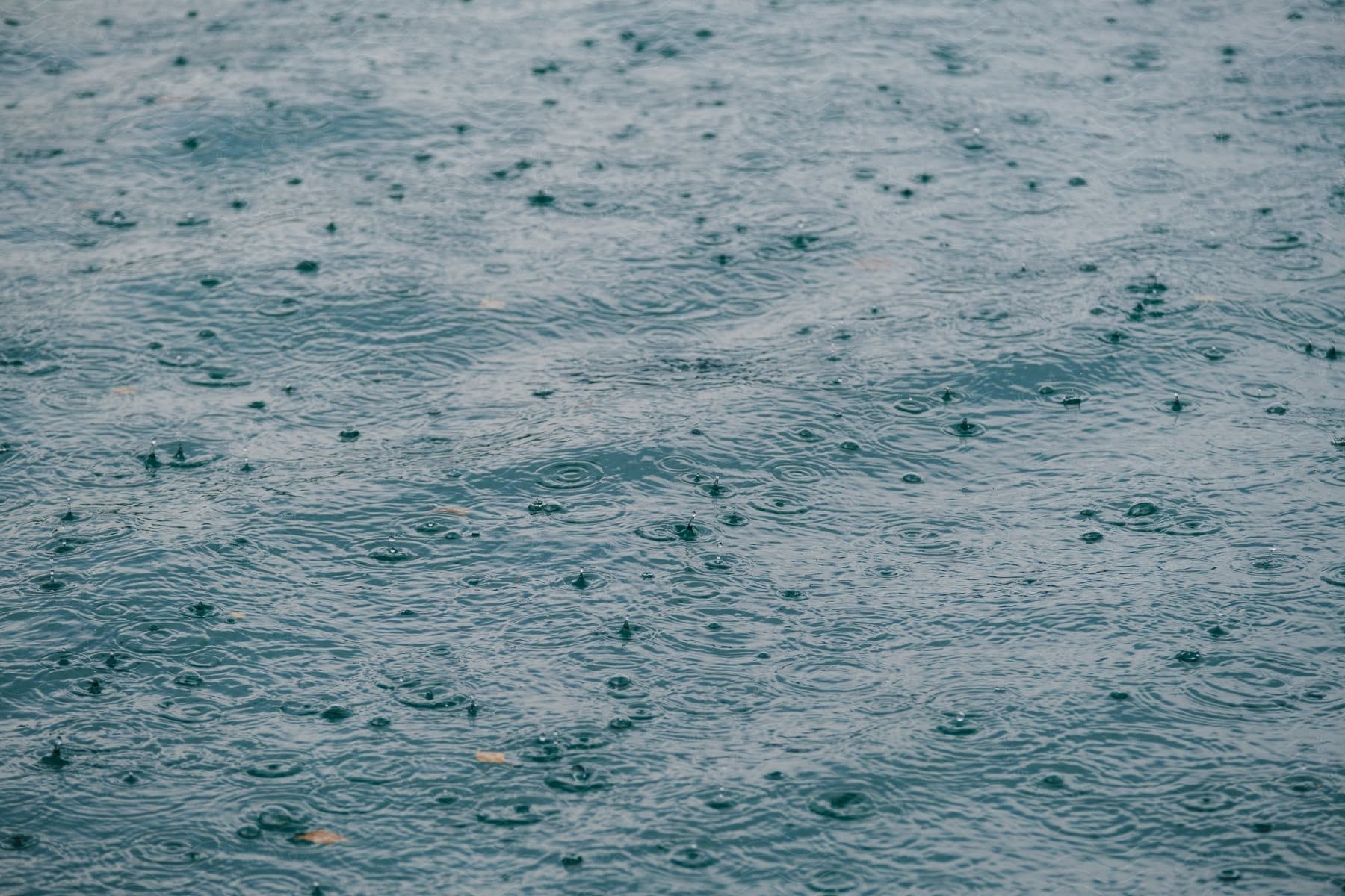 Rain drops falling on a body of water.