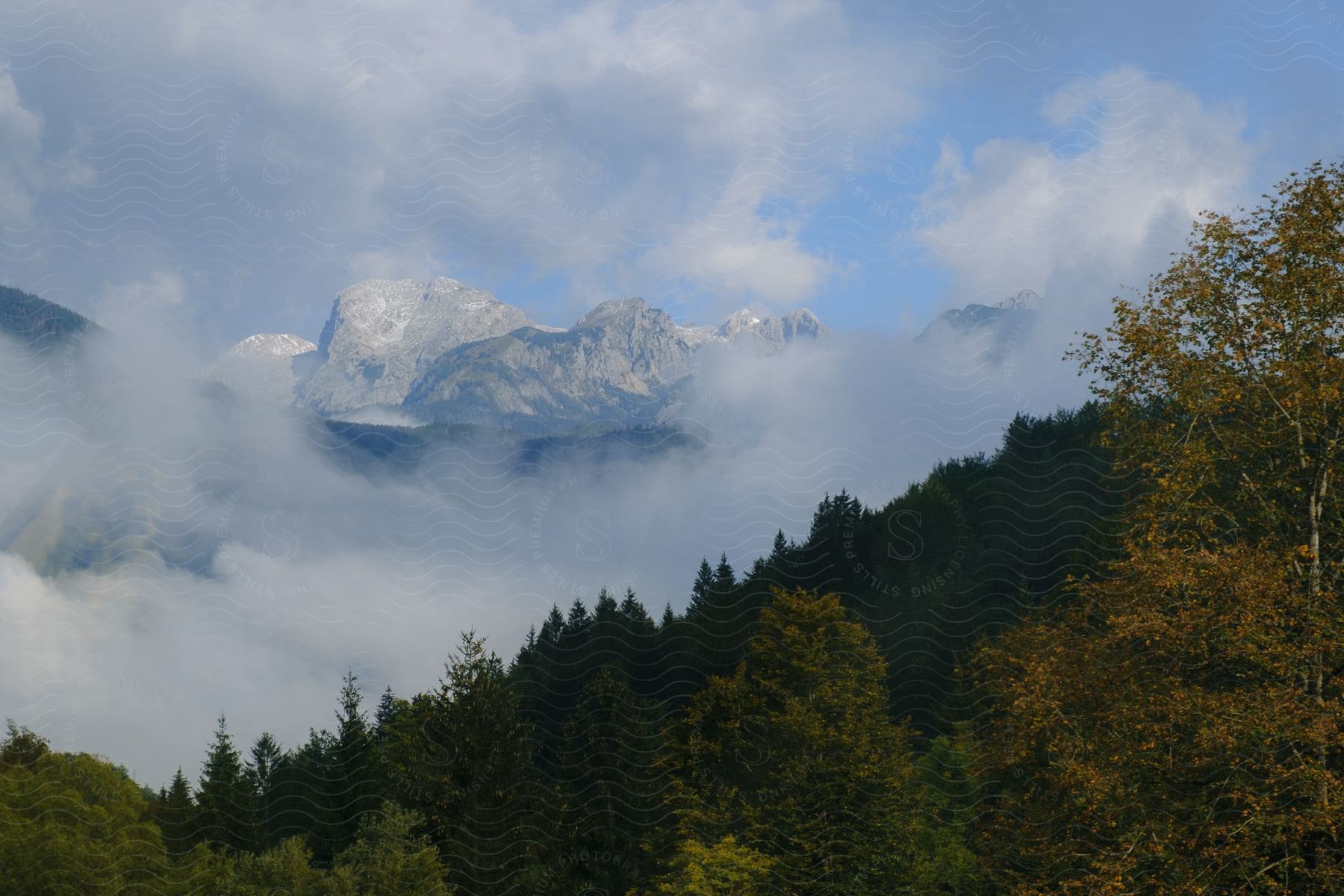 Fog filling the canyon between a forest hill and a snow covered mountain range.