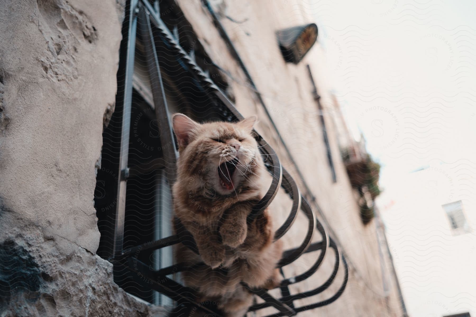 Cat yawning in the corner of the window.