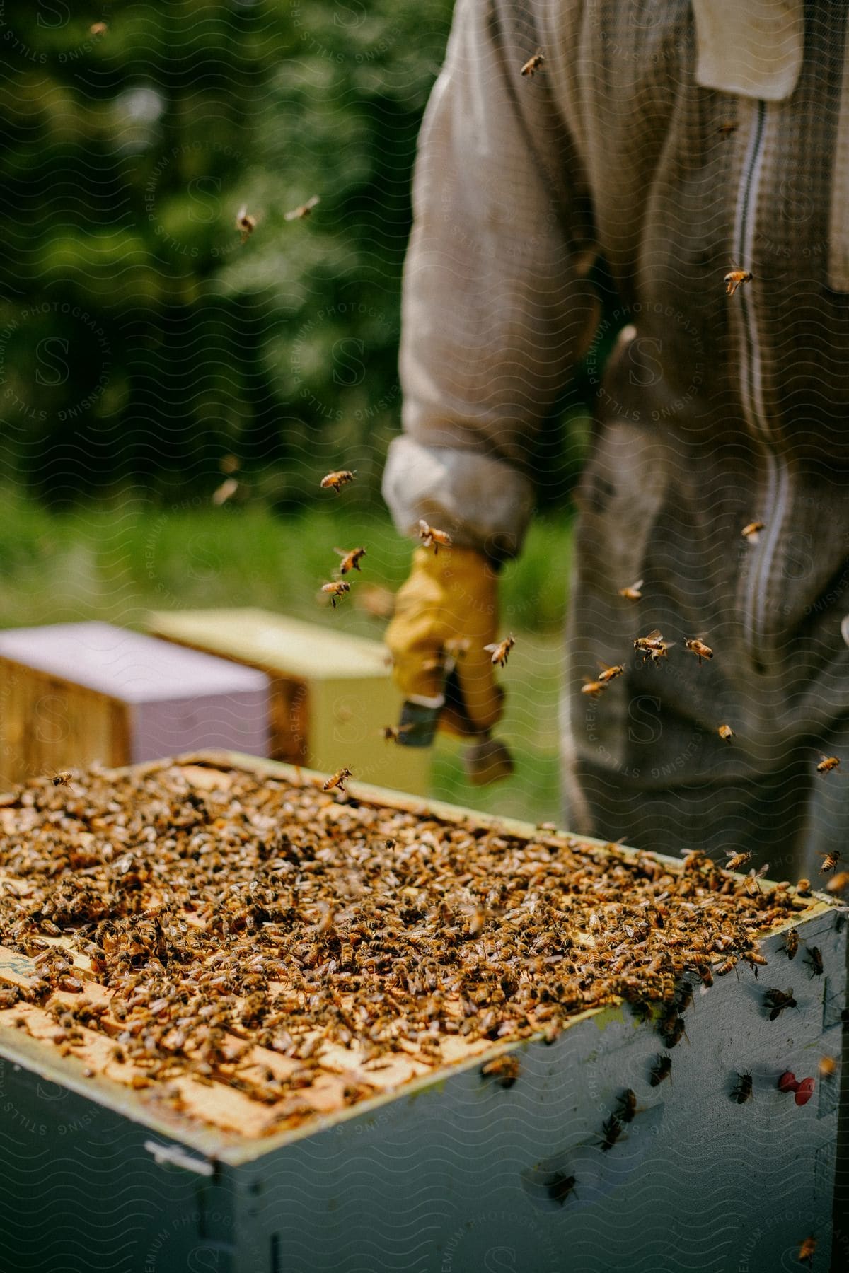Stock photo of a man is outdoors approaching an active honeybee hive while wearing a protective suit and gloves in the daytime.
