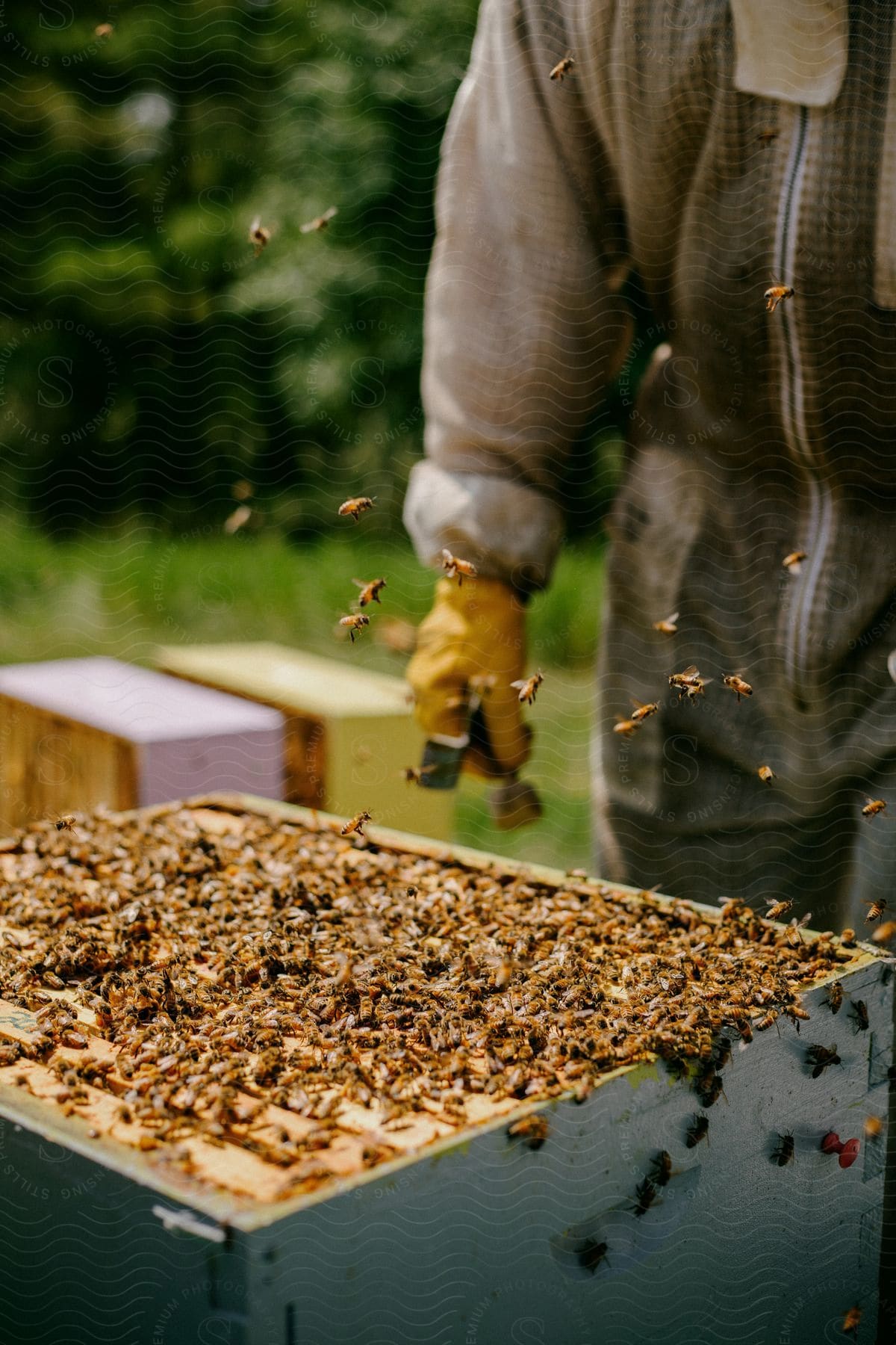 A man is outdoors approaching an active honeybee hive while wearing a protective suit and gloves in the daytime.