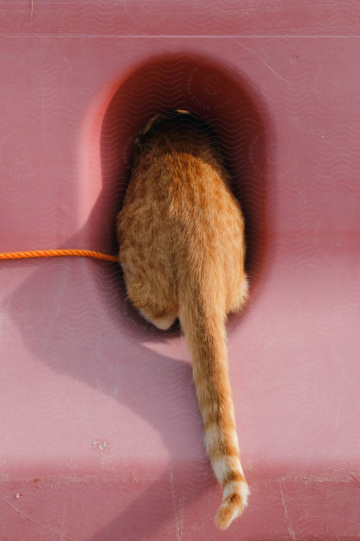 an orange tabby cat explores a hole in a plastic structure