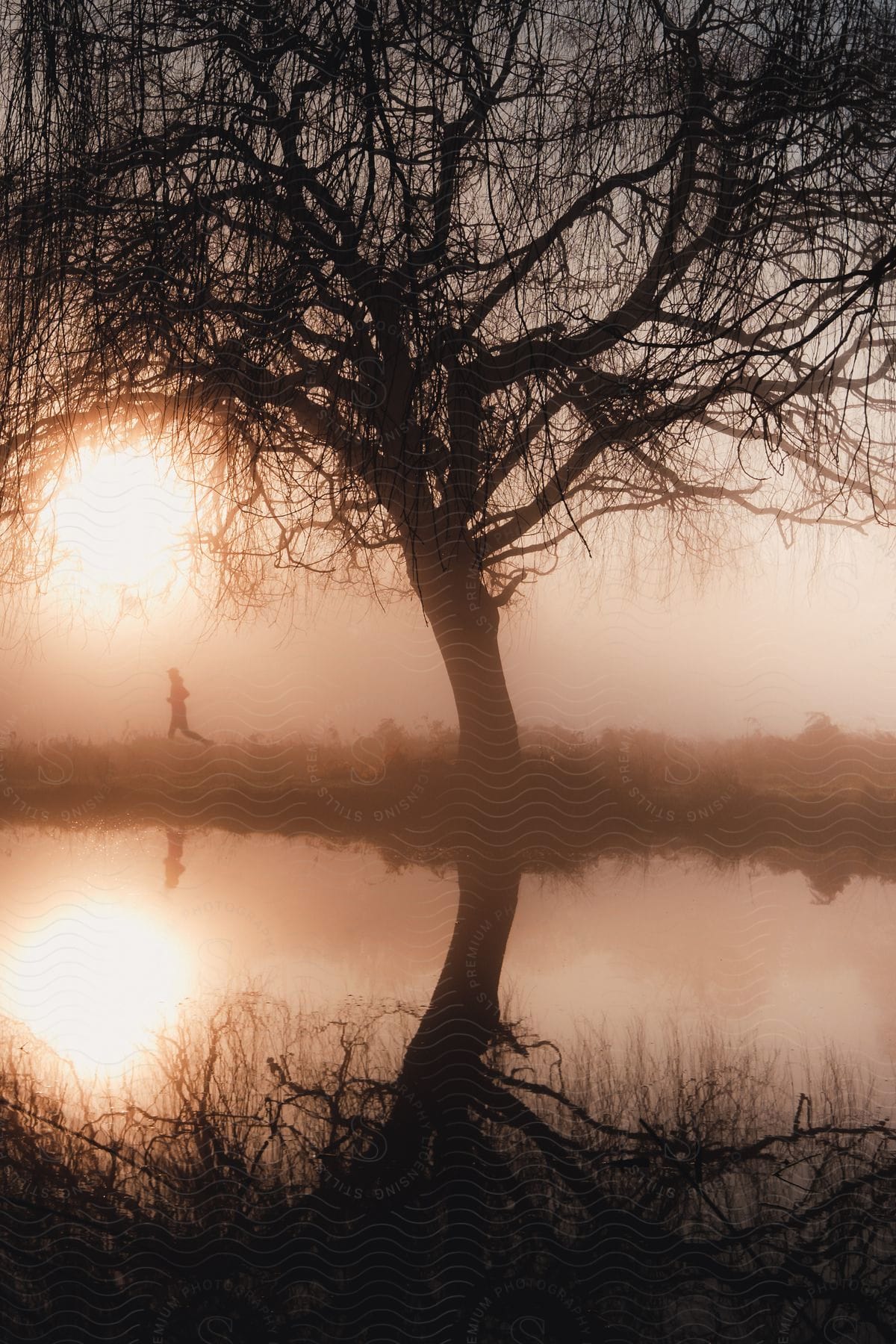 A tree with branches near a river and someone in the background