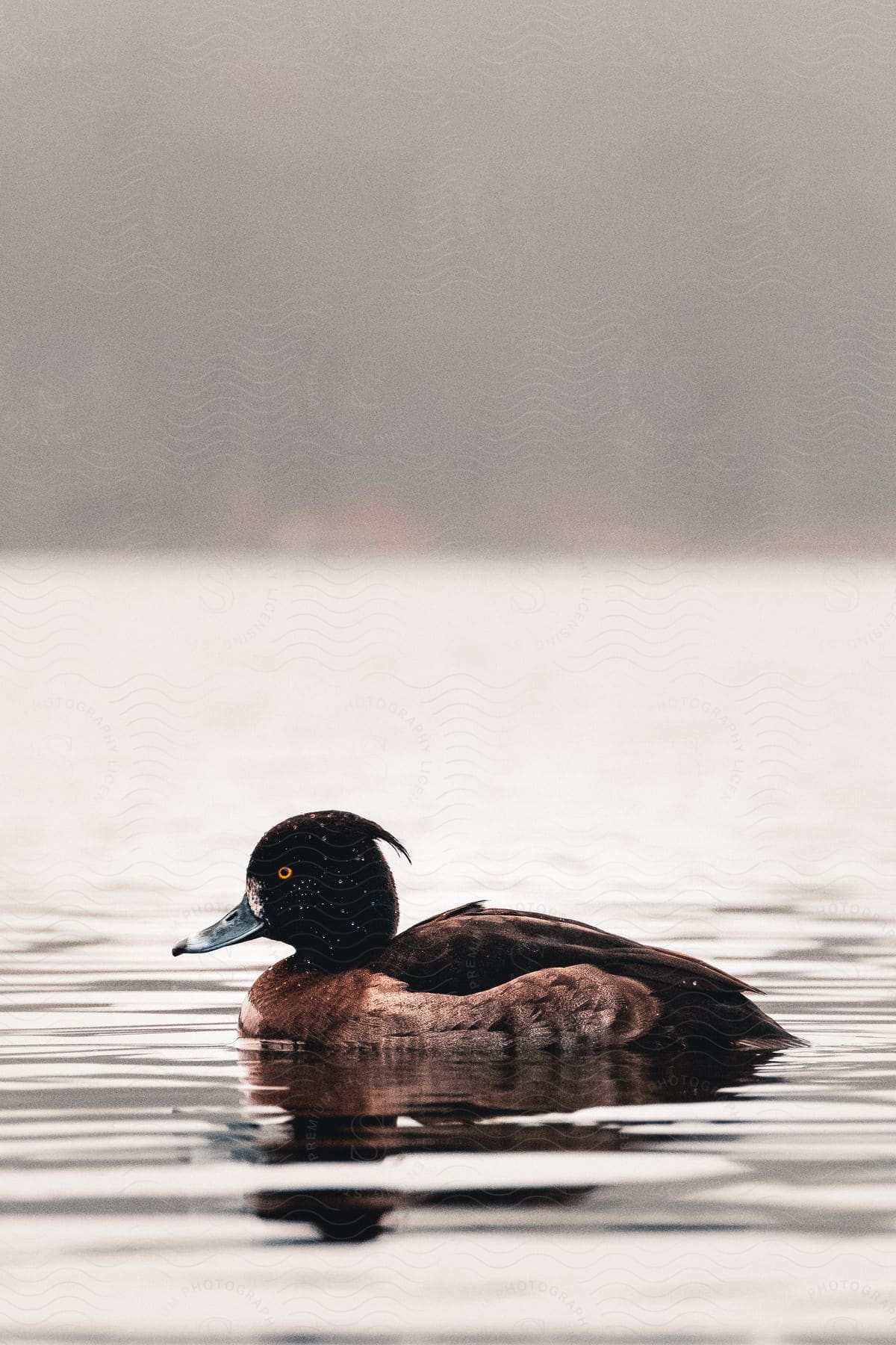 a brown duck having black color on its head with blue dots swims on top of a water