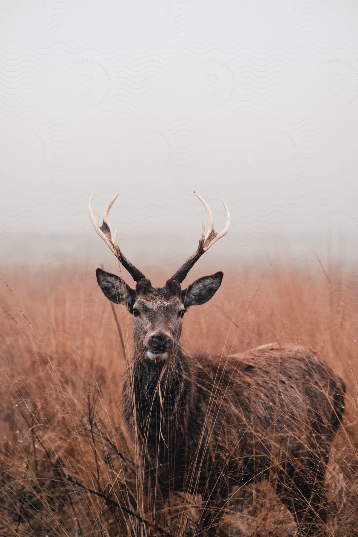 Deer in the middle of the jungle.