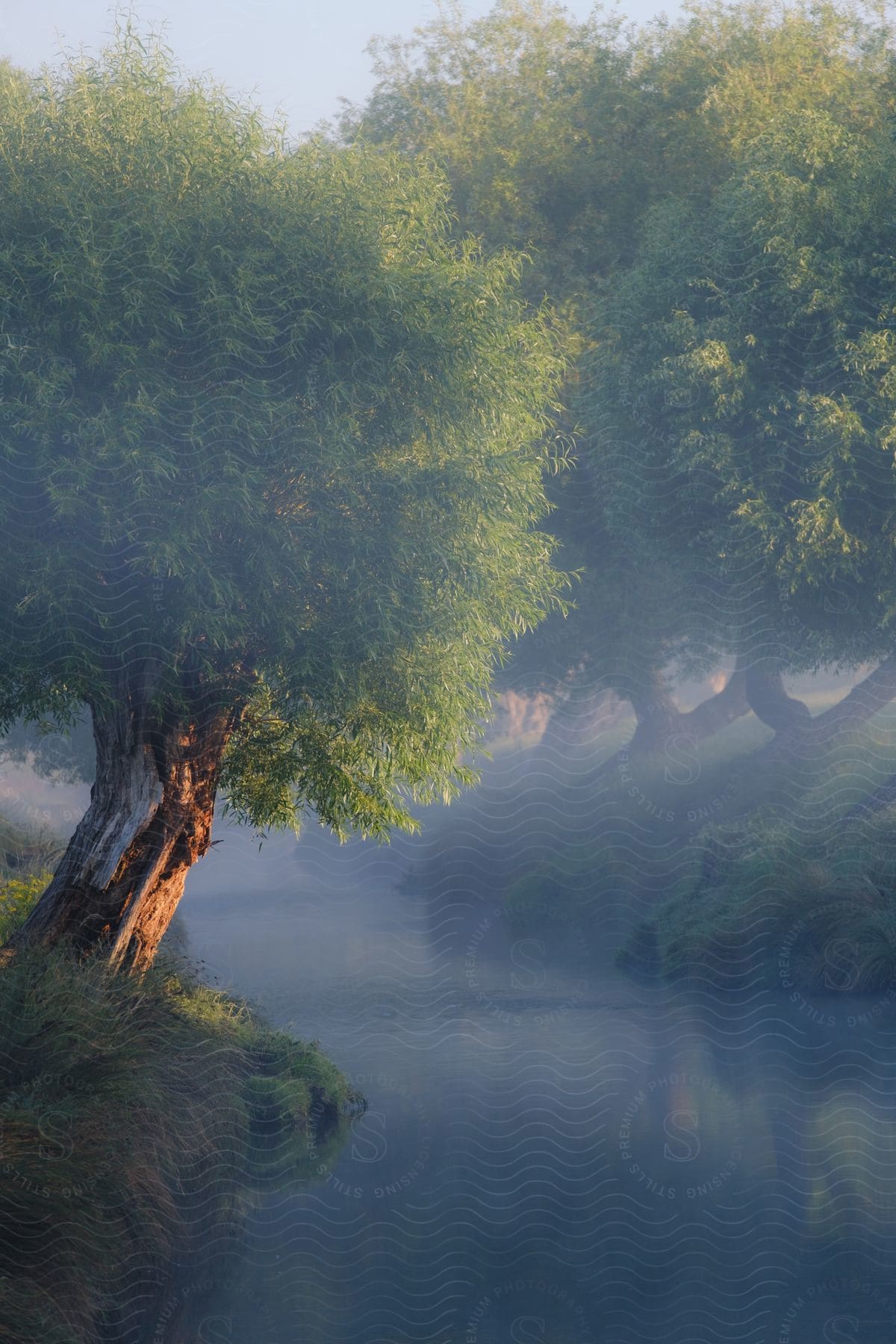 Stock photo of a digital painting of a river passing through a forest of trees.