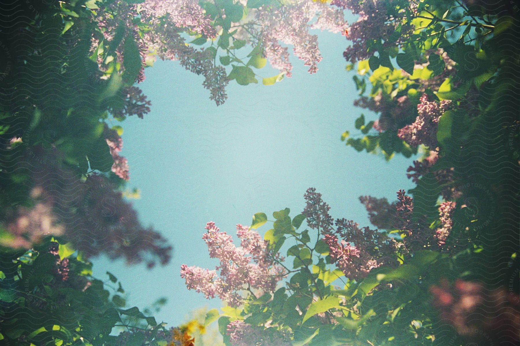 A view from below of a purple-flowered tree, with the blue sky peeking through the center.