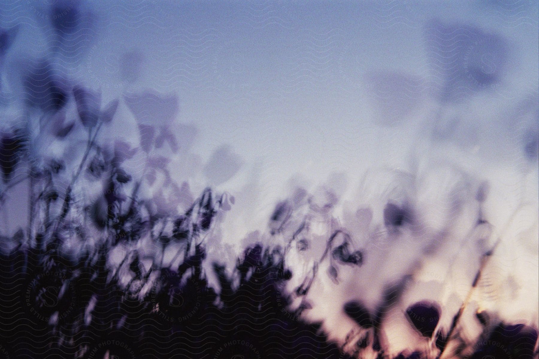 Flowering plant is silhouetted against red tinted horizon.